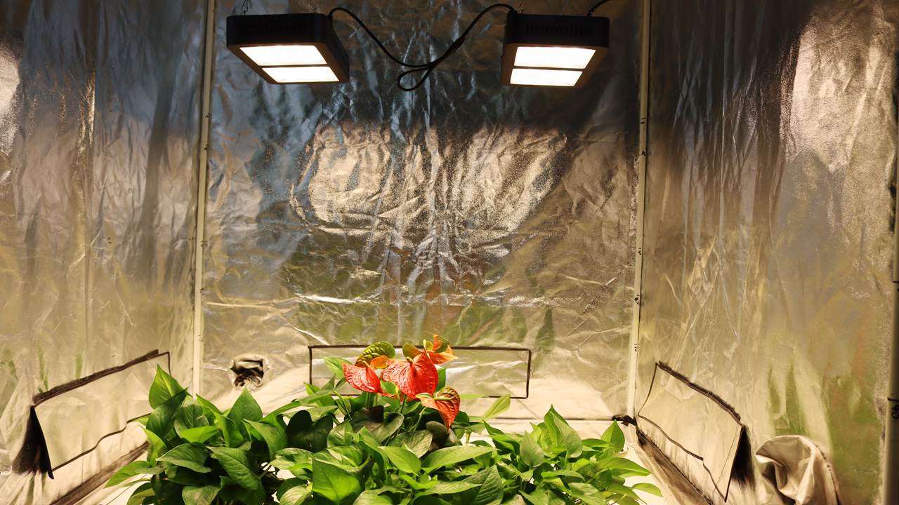 Amazon.com: Stop Looking and Grow with Veefy