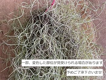 すごくお得です‼️中葉のスパニッシュモスの大束×5本セットです‼️ Amazon | 花言葉は「不屈」ボリューム感のあるLサイズです【エア