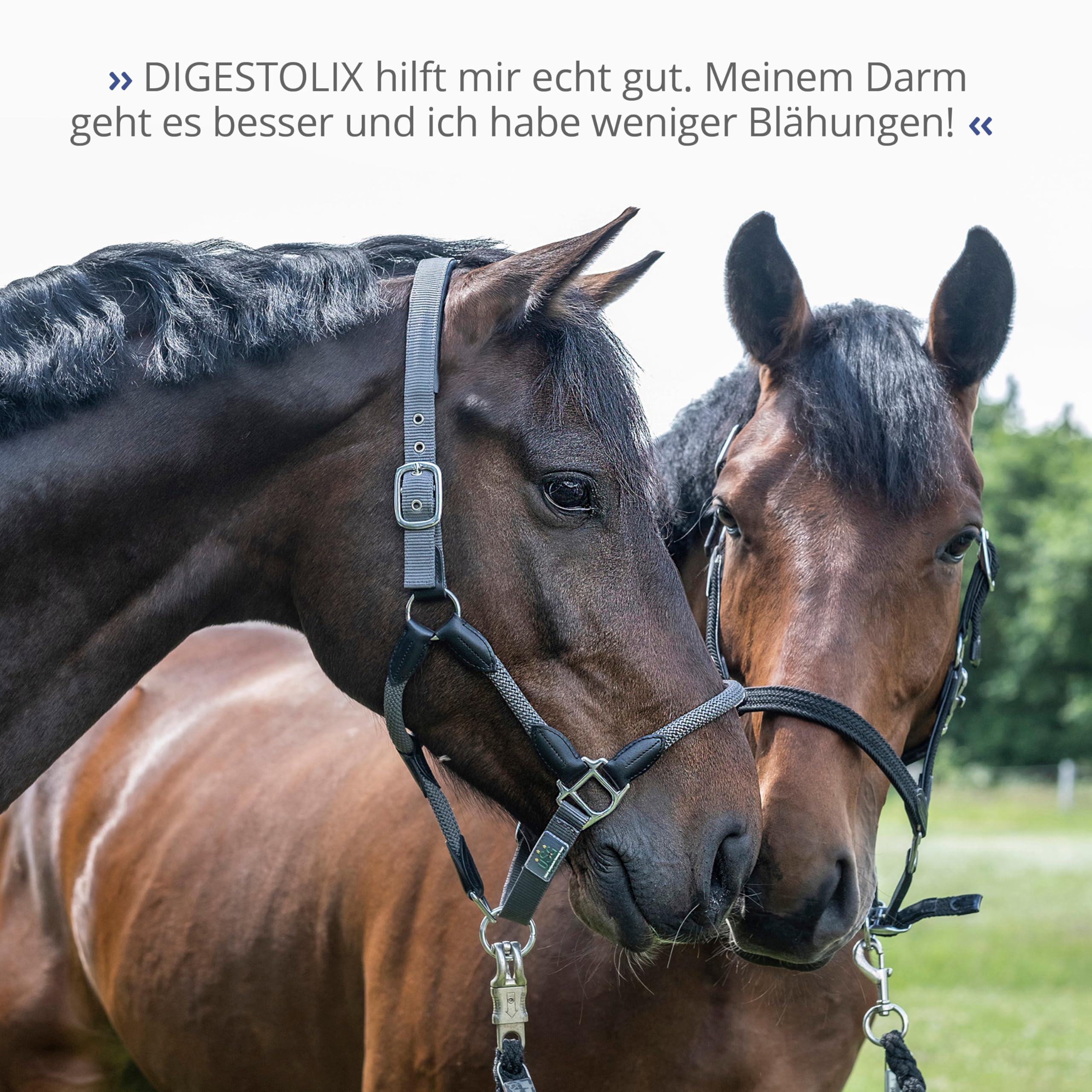 STRÖH DIGESTOLIX (1l) • Kräuter Elixier zur Unterstützung der Verdauung für Pferde • Darmkräuter & Verdauungskräuter Pferd • Natürlicher Magenschutz Pferd • Darmkur für Pferde