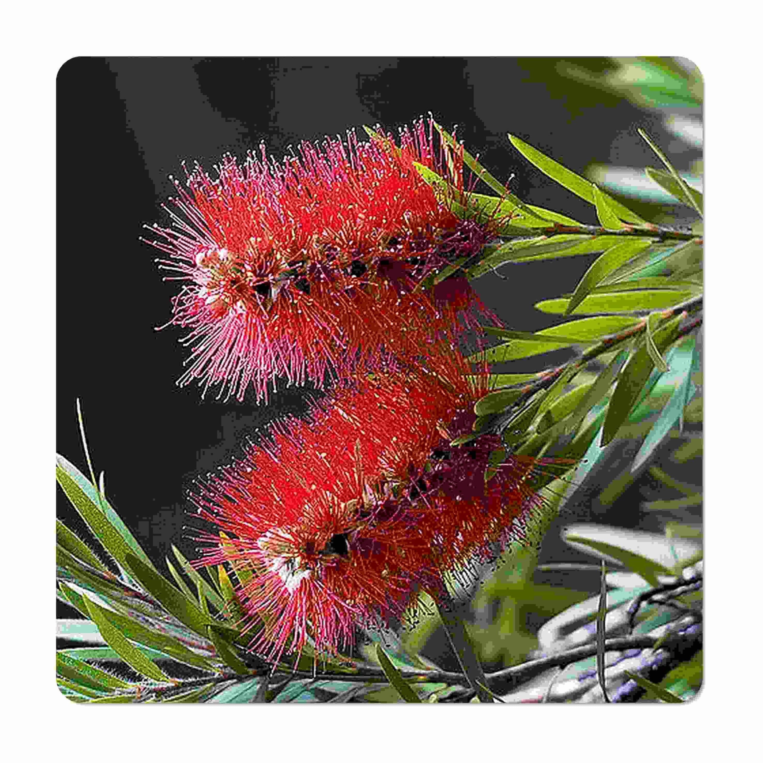 Little John Dwarf Bottlebrush