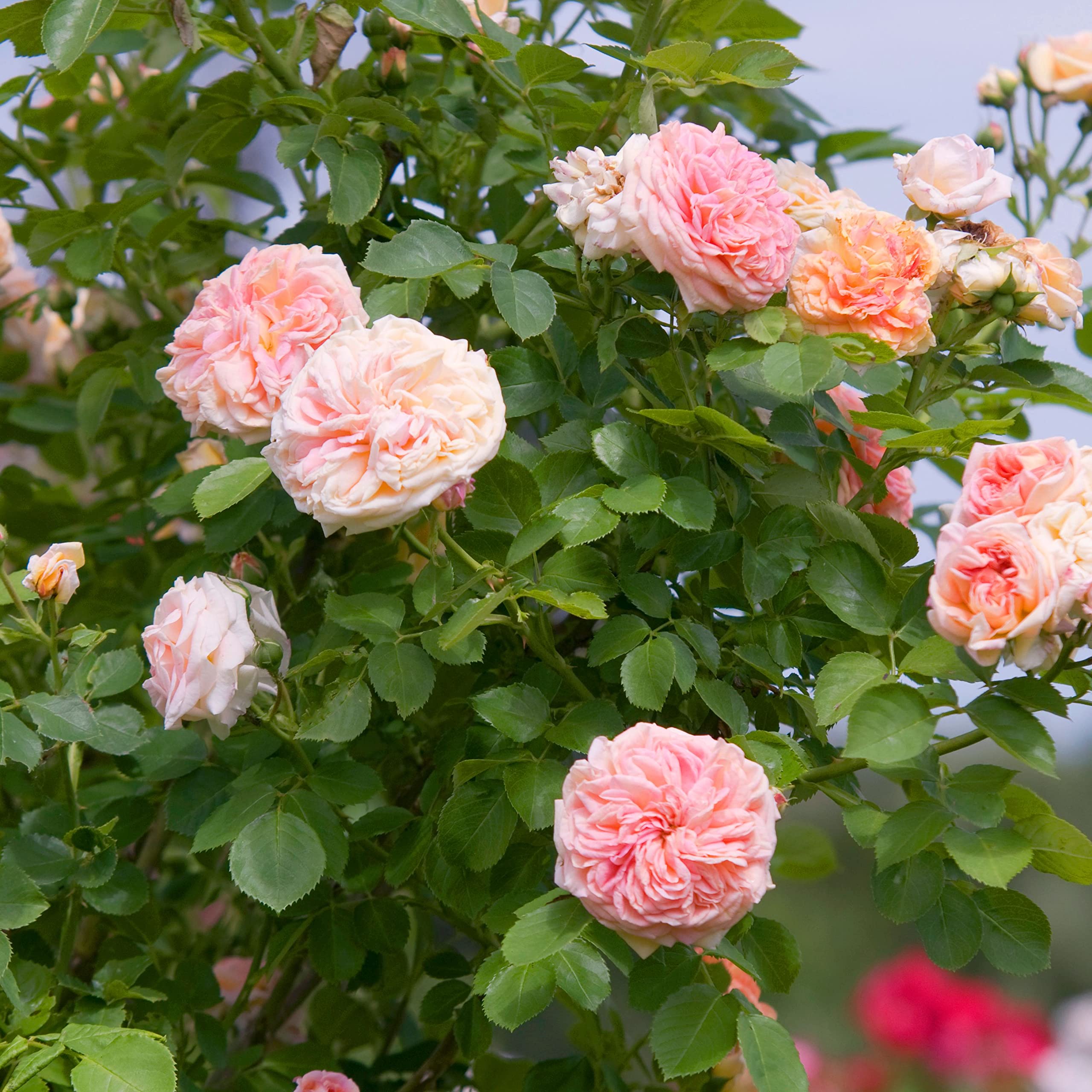 Pink Climbing Rose Flower Seeds - Creeper Pink Rose Seeds- 20 Seeds Eco Pack (B0979DQCDB) Amazon Price History, Amazon Price Tracker