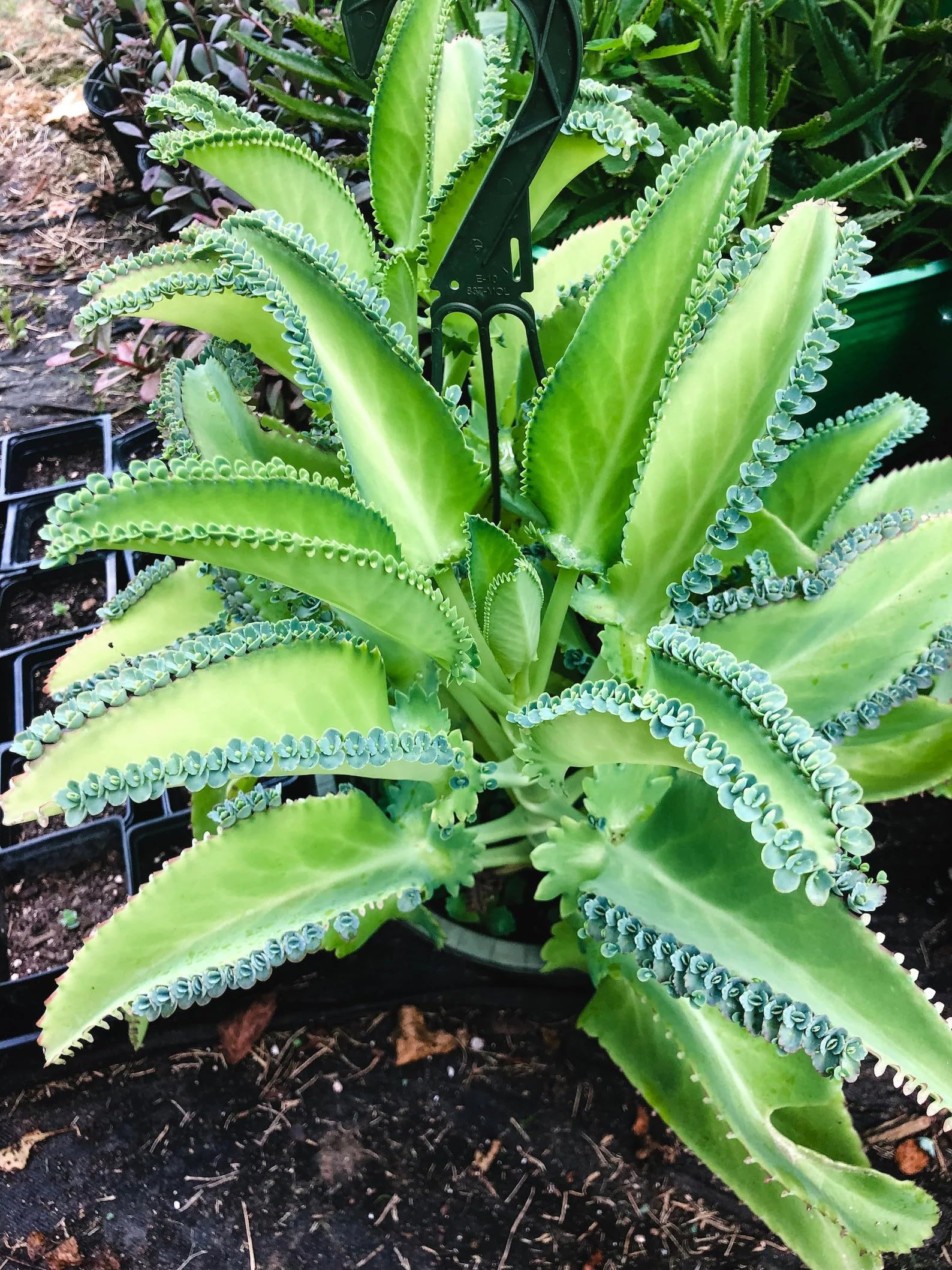 Mexican Hat Succulent, Kalanchoe, Mother of Thousands, Mother of Millions, Pregnant Plant, Rooted, Full Sun (10 Seedlings)-image-14
