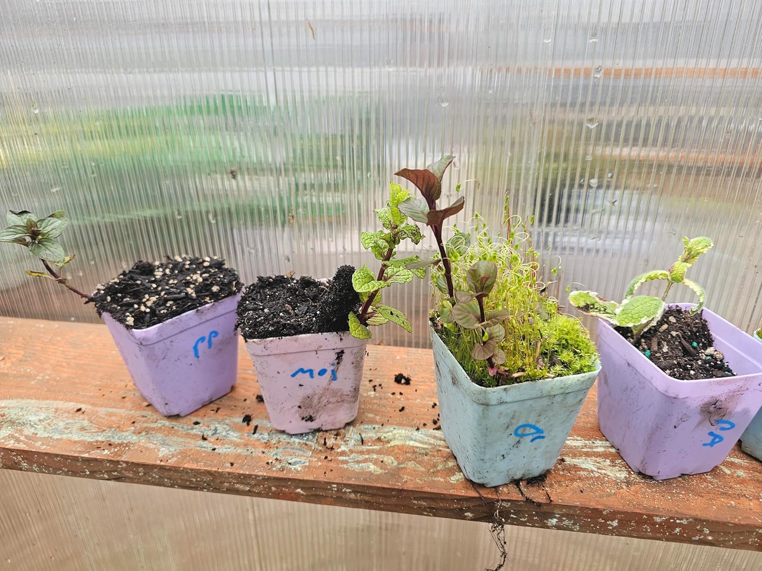 8 Pack Mint Live Mint Plants 1 Each Strawberry, Apple, Chocolate, Orange, Peppermint, Spearmint, Pineapple,Mojito Mints in 3" pots Herbs Smells Amazing Message IF You Want Custom Pack