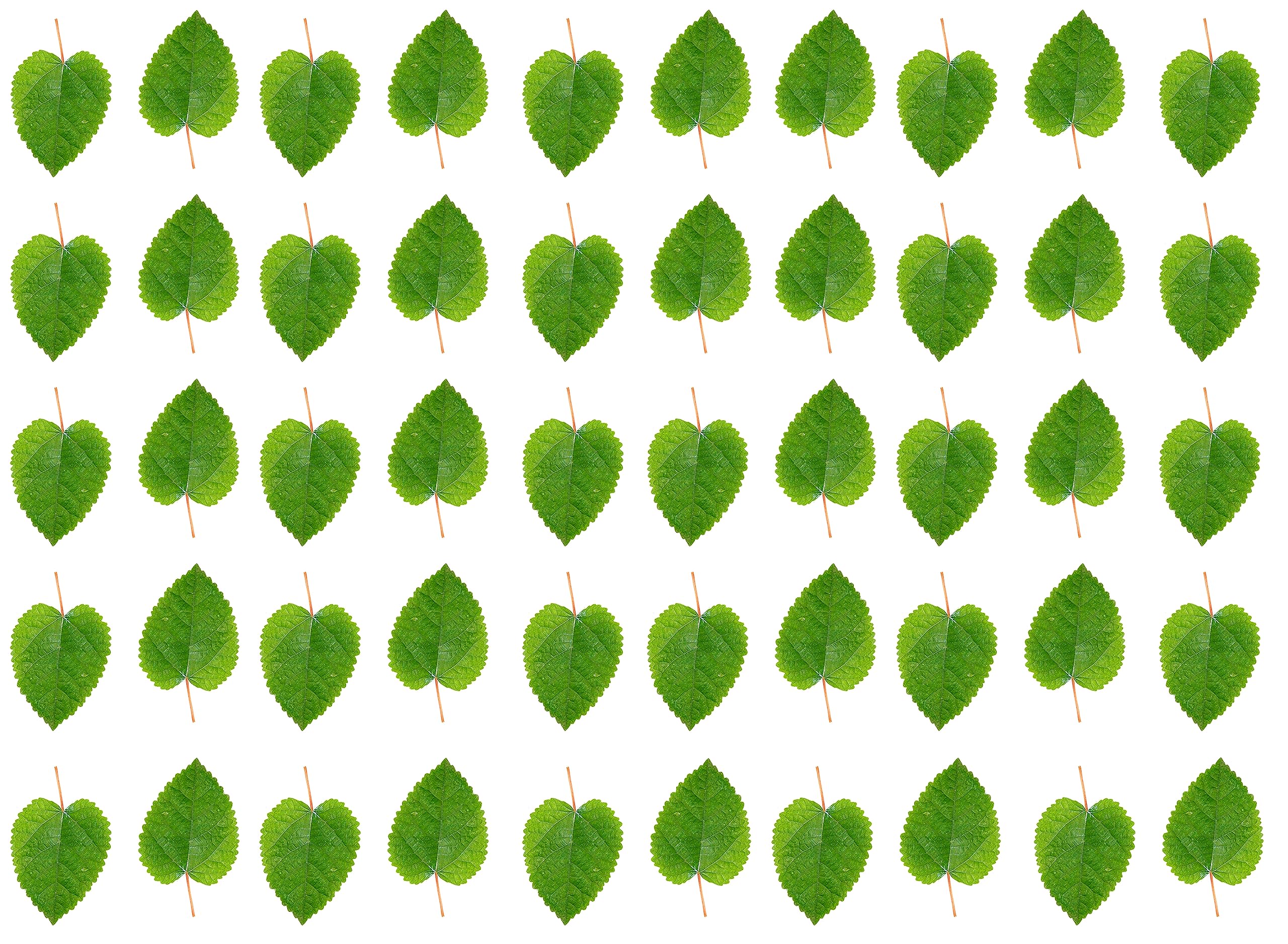 Awesome Aquatic Mulberry Shrimp Leaves Natural Botanical Leaf Food Organic Treat Aquarium Fish Shrimp Terrarium High Protein Vitamin Mineral Fiber Healthy Habitat Environment (Mulberry 50 pk)