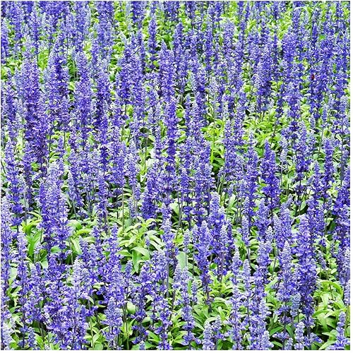 Miniatura 6 de Everwilde Farms - 1000 semillas de flores silvestres de salvia azul - Paquete de semillas jumbo Gold Vault