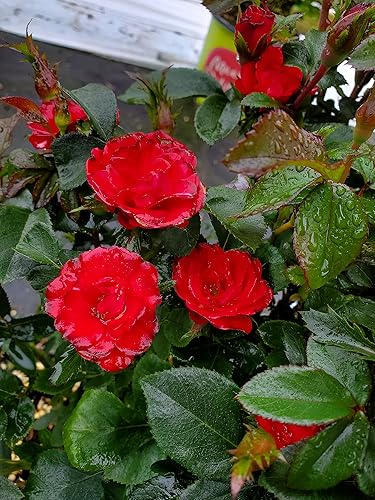 Vista 38 de Green Promise Farms Rosa Knock Out` (Reblooming) Rosa, contenedor de 3 tamaños, flor rosa