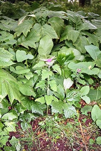 Miniatura 6 de 100 semillas gigantes Chenopodium Giganteum Purple Magenta Spreen Vegetales y Ornamentales