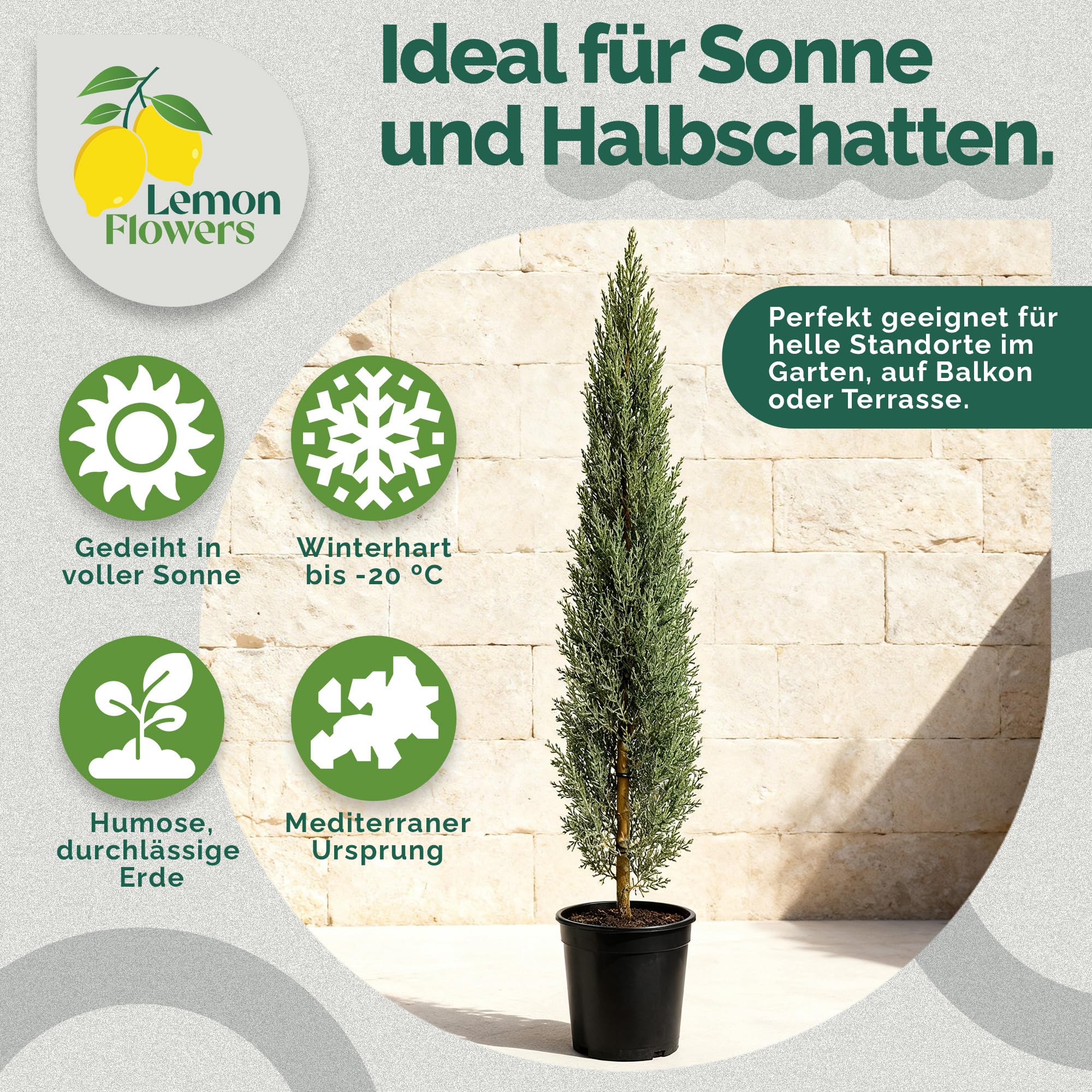 Cupressus Sempervirens Mini 120 cm Zypresse Winterhart -20° Sichtschutz Pflanzen Italienische Winterharte Zypresse Schnellwachsend