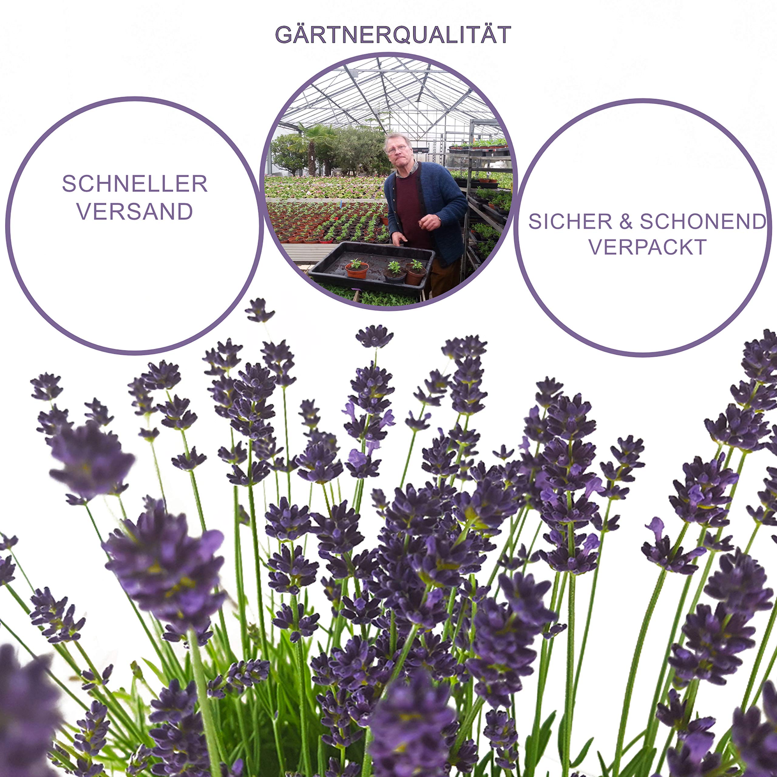 Pack de 10 Lavandas Plantas Naturales en Maceta de 12cm Lavanda