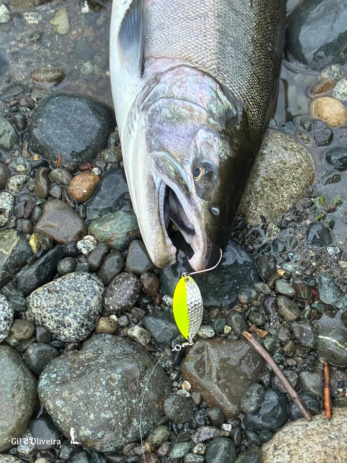 Prime Lures Casting Fishing Spoons 4 Pack. Real Silver. Slays Salmon, Steelhead, Bass, Trout. Great Action…