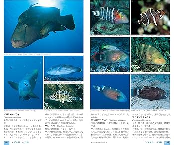 山溪ハンディ図鑑 改訂版 日本の海水魚 | 吉野 雄輔 |本 | 通販