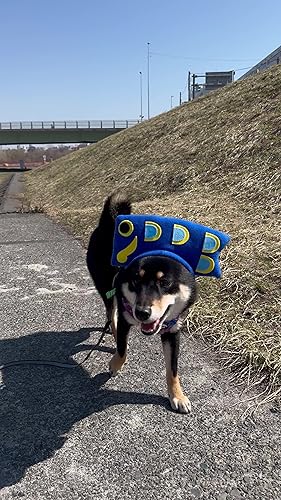 Amazon | 犬猫用コスプレ 鯉のぼり（青）のかぶりもの（帽子） (S：22