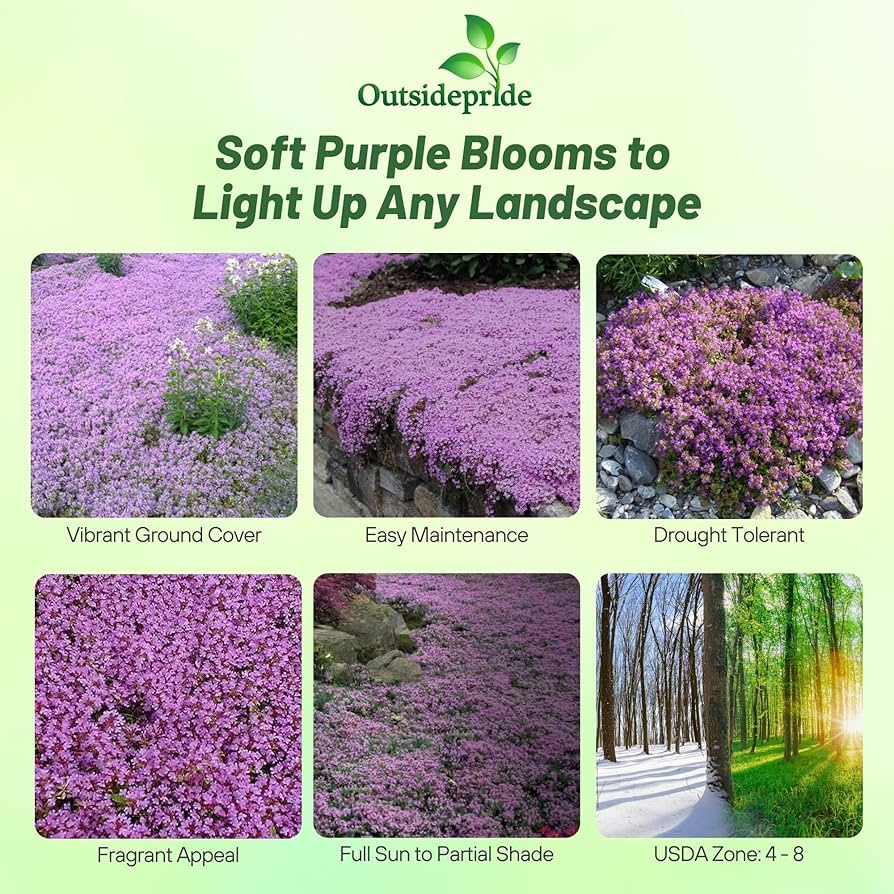 Thyme  Amazon.com : 1,000 Creeping Thyme Seeds for Planting