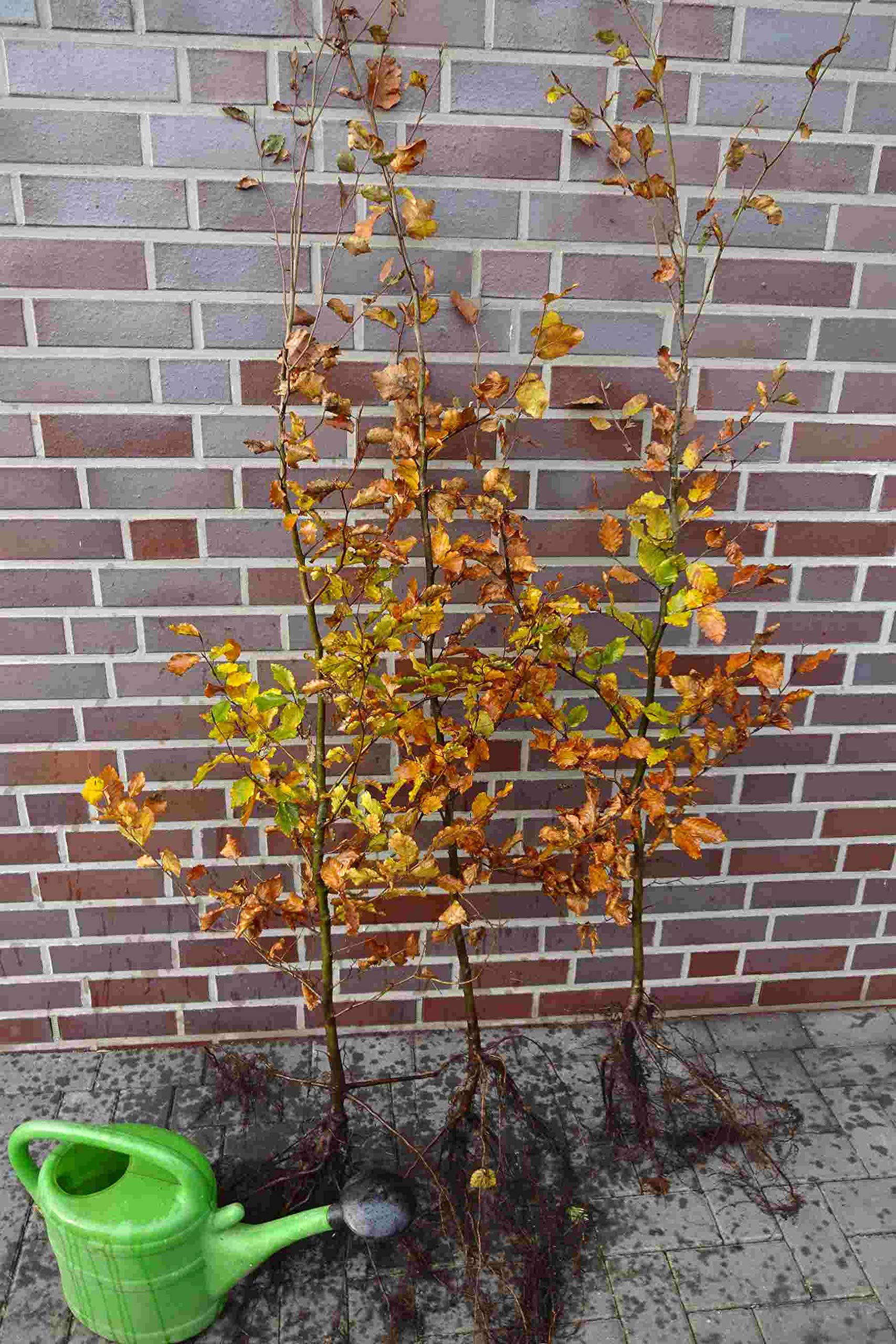 Rotbuchen 100st. 30-60cm Rotbuche Fagus sylvatica Wurzelware Heckenpflanzen Gartenhecke