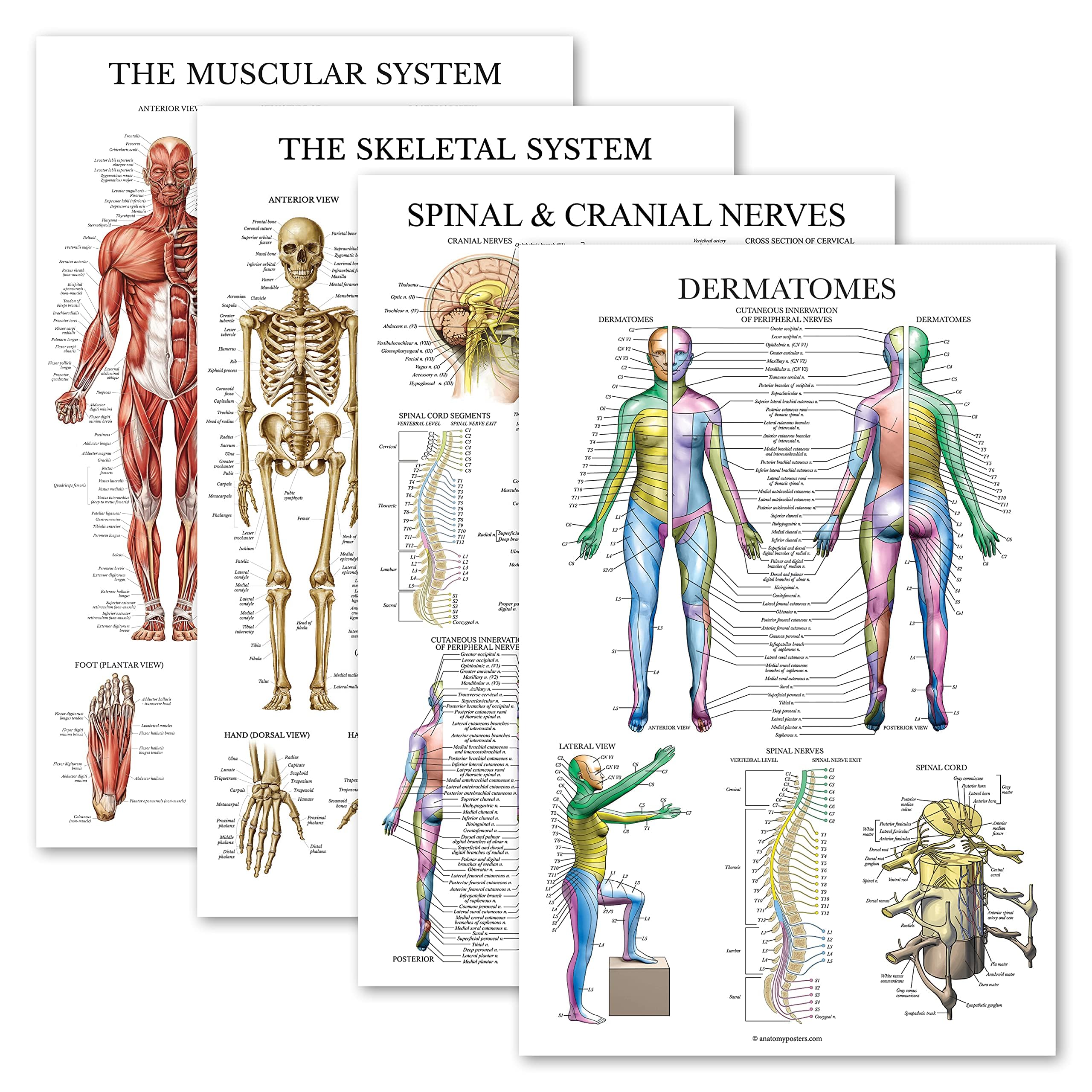 baitustore 4 Pack - Anatomical Poster Set - Laminated - Muscular, Skeletal, Spinal Nerves, Dermatomes - Human Skeletal System- Anatomy Chart Set (LAMINATED, 18'' x 24'')
