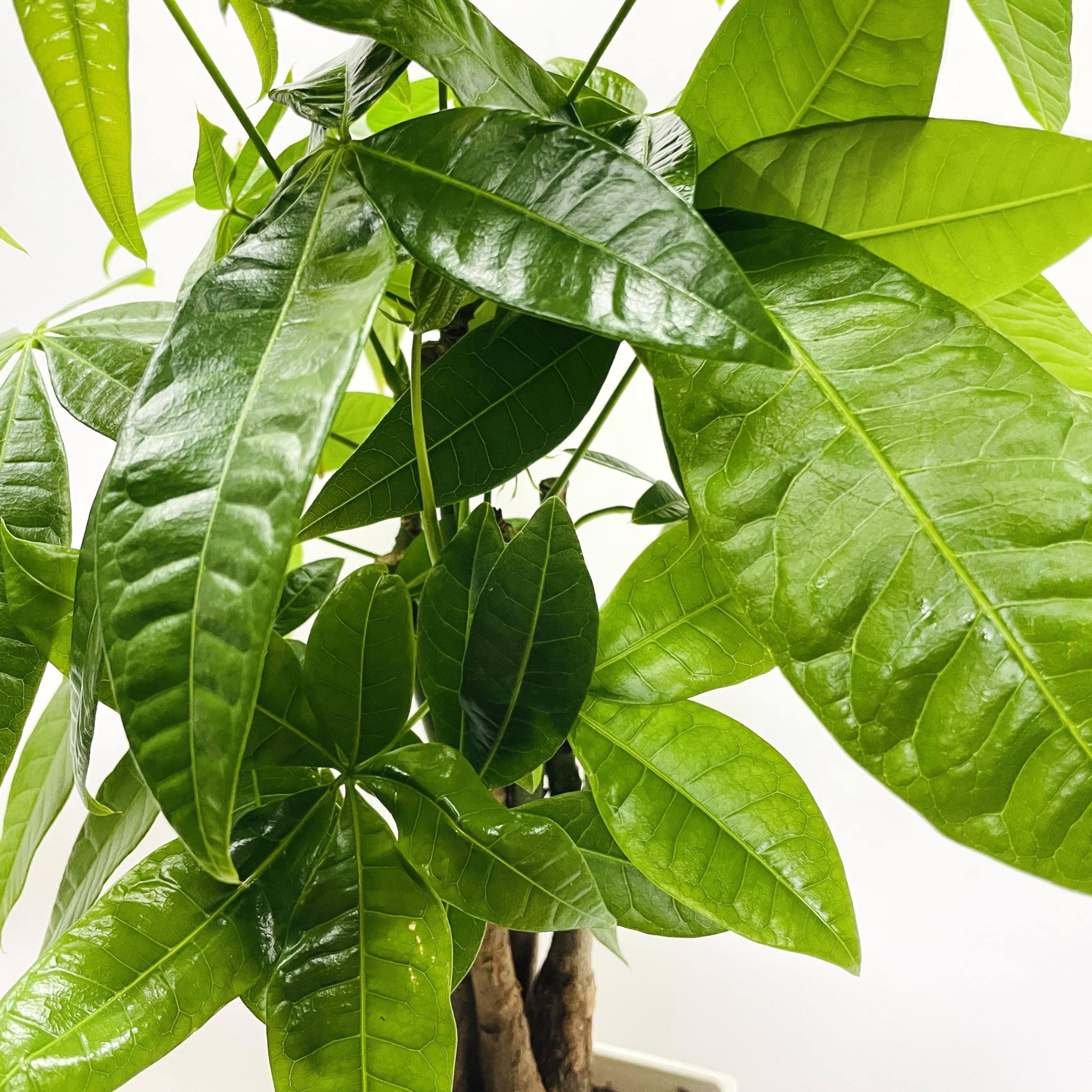 【編み込み】パキラ　ムーンライト　5号サイズ 観葉植物 パキラ 5本編み 7号鉢 大型株 95cm 編み込み 発財樹 幸運の樹