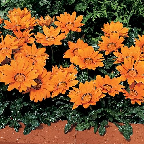 Miniatura 7 de Outsidepride Kiss Orange Gazania Semillas para plantar  50 piezas de semillas perennes, de bajo mantenimiento, tolerantes a la sequía para flores