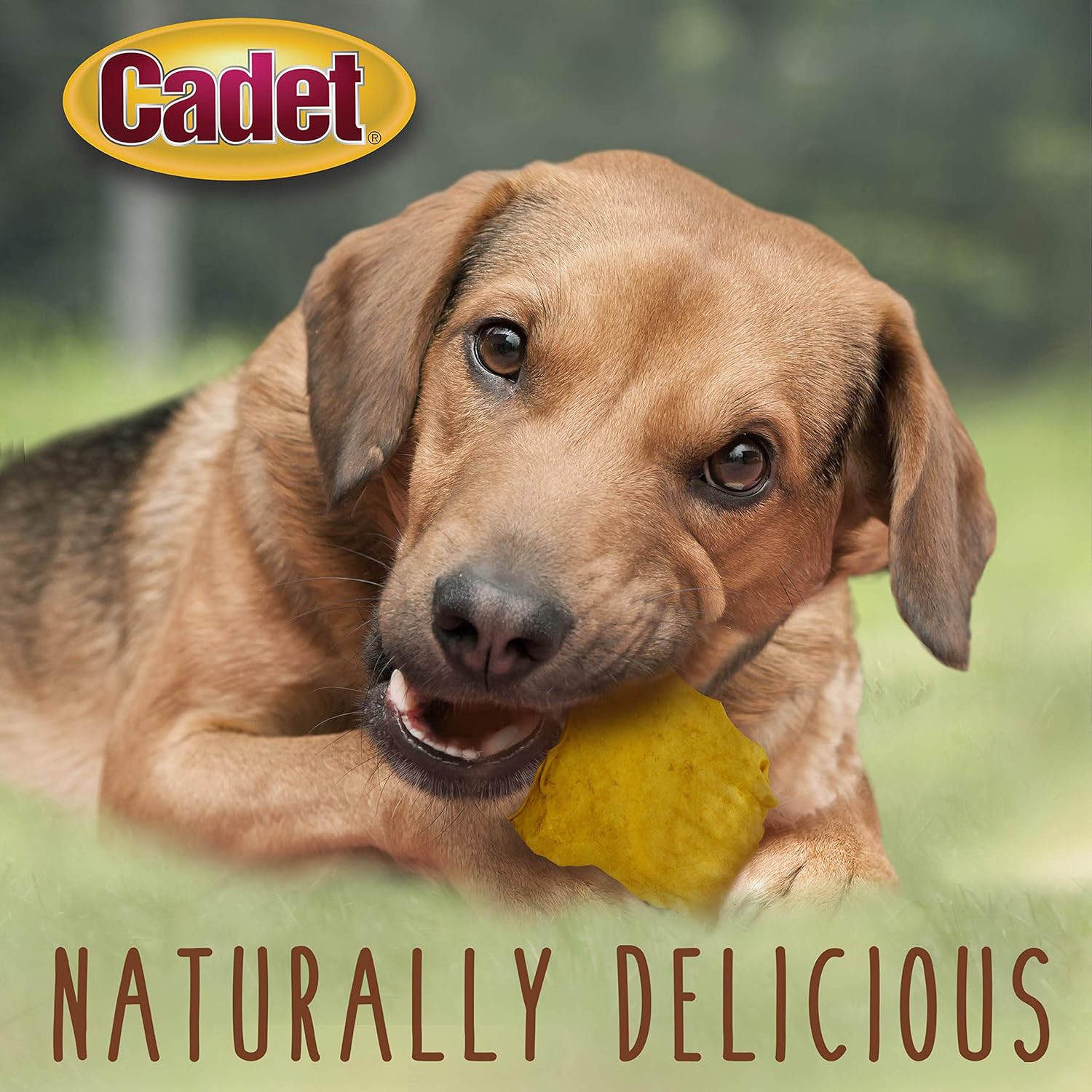 Cadet Premium Grade Beef Hide for Dogs, Rawhide Long Lasting Dog Chews, Chips, Curls & Rolls for Small/Medium/Large Dogs (Pack of 4)