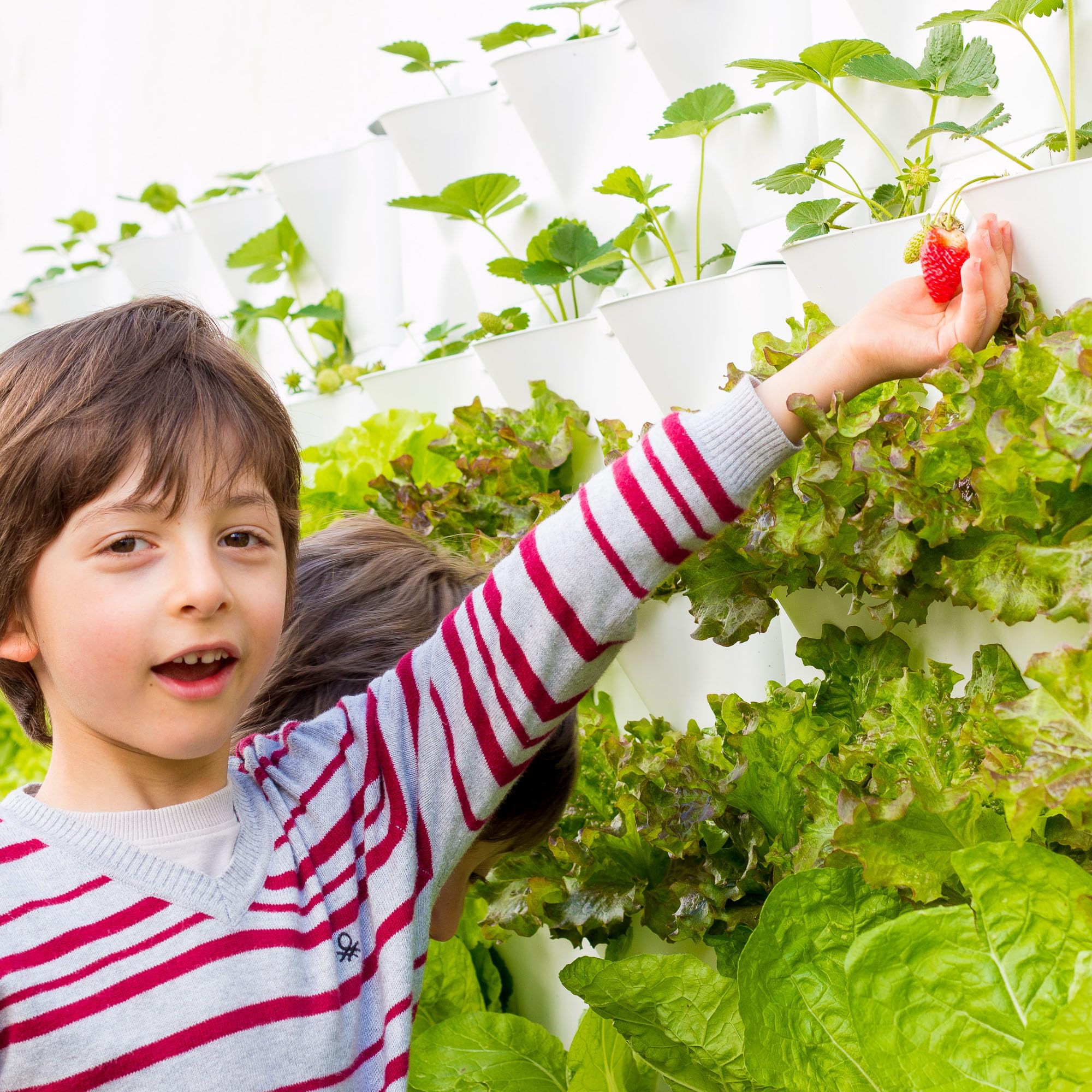Fraises, Graines prêt à Pousser Minigarden, 100% Naturelles sans Propagateurs Chimiques ni Génie Génétique, inclut entre 300 et 340 graines