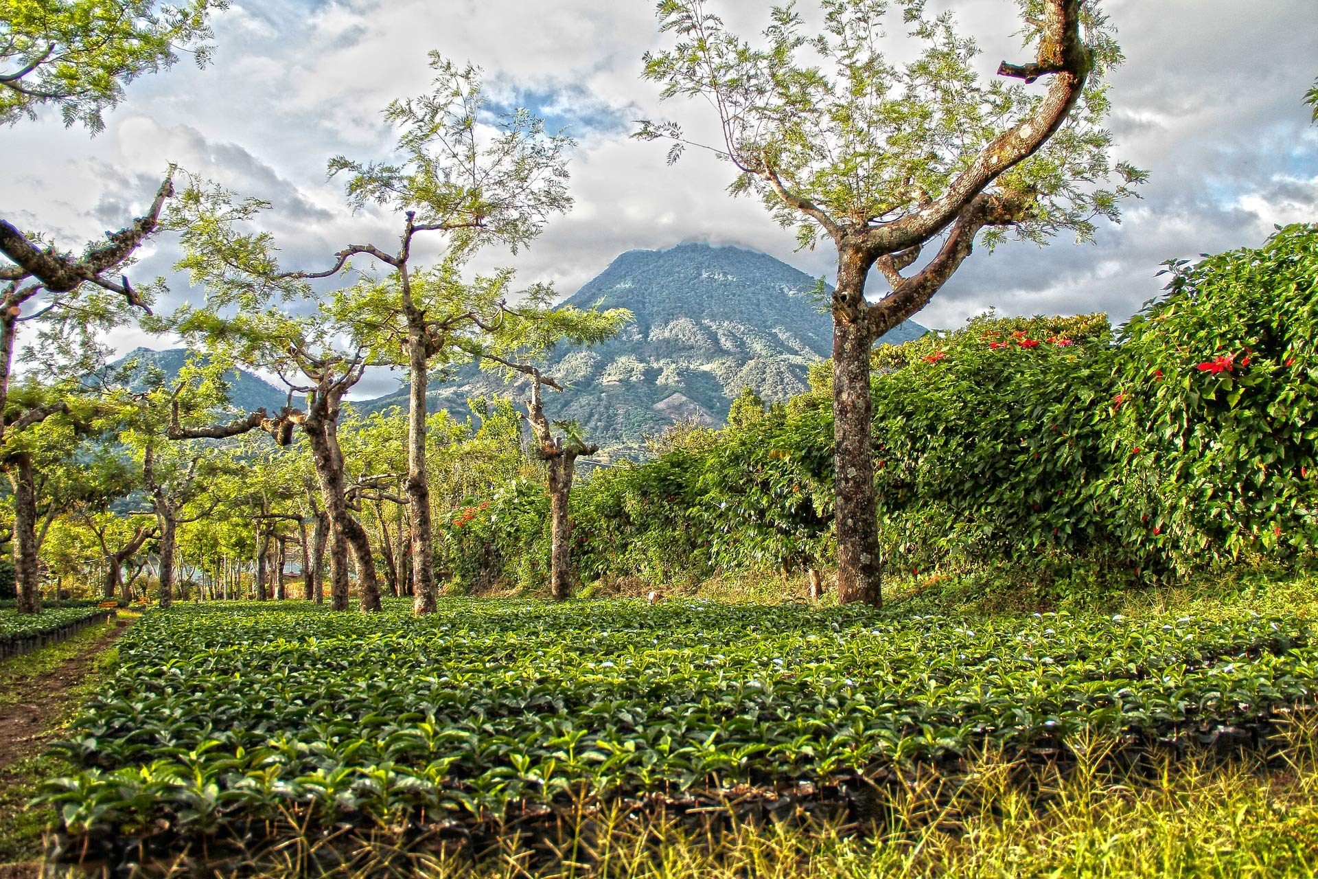 C&T BIO Green Angel Espresso Deluxe 3 x 1000 g ganze Kaffeebohnen - der Fruchtige - Ökologischer Kaffee aus der beliebten Espresso Angel Serie
