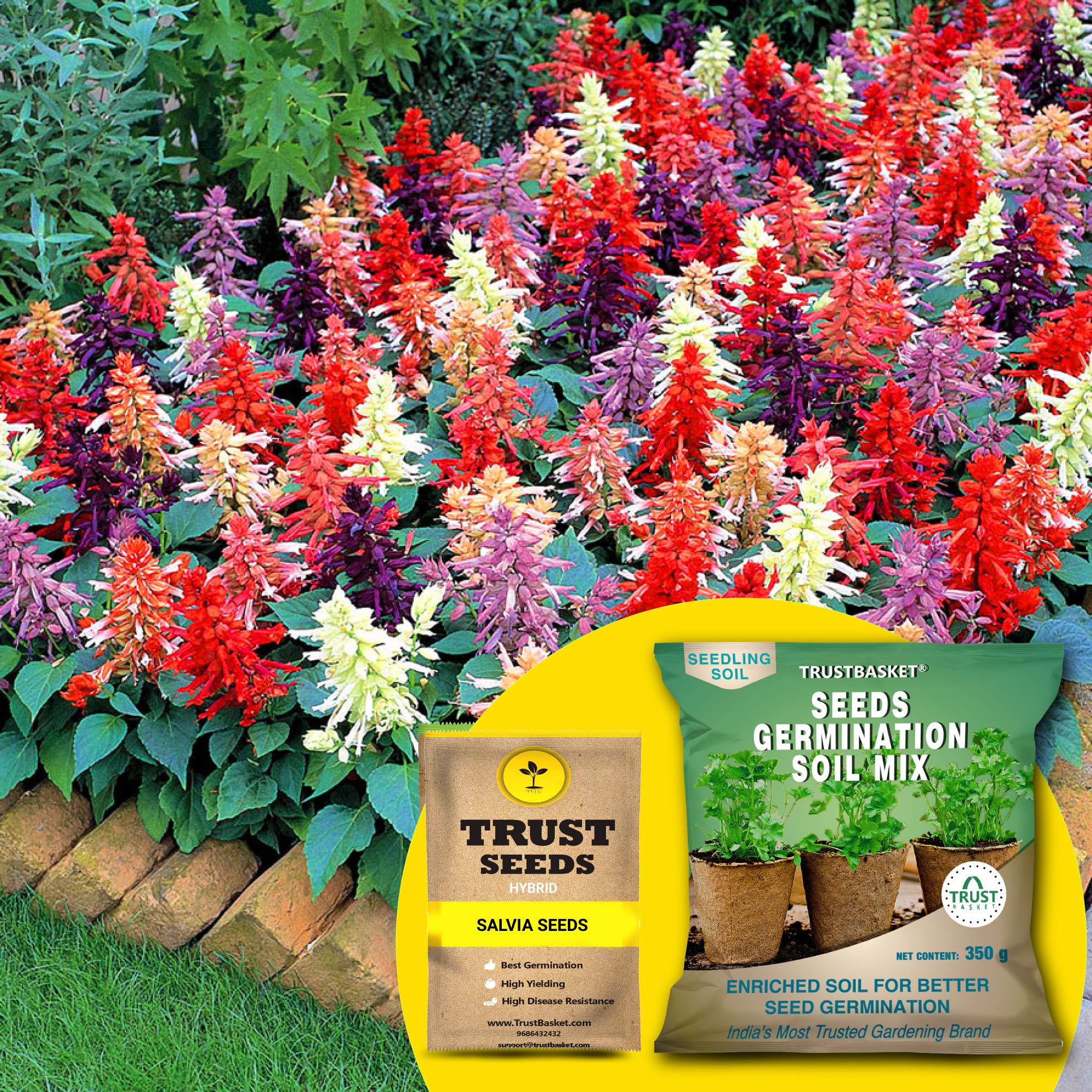 TrustBasket Salvia Mixed (Hybrid) Seeds With Free Germination Potting Soil Mix (B07R8Q2ZJM) Amazon Price History, Amazon Price Tracker