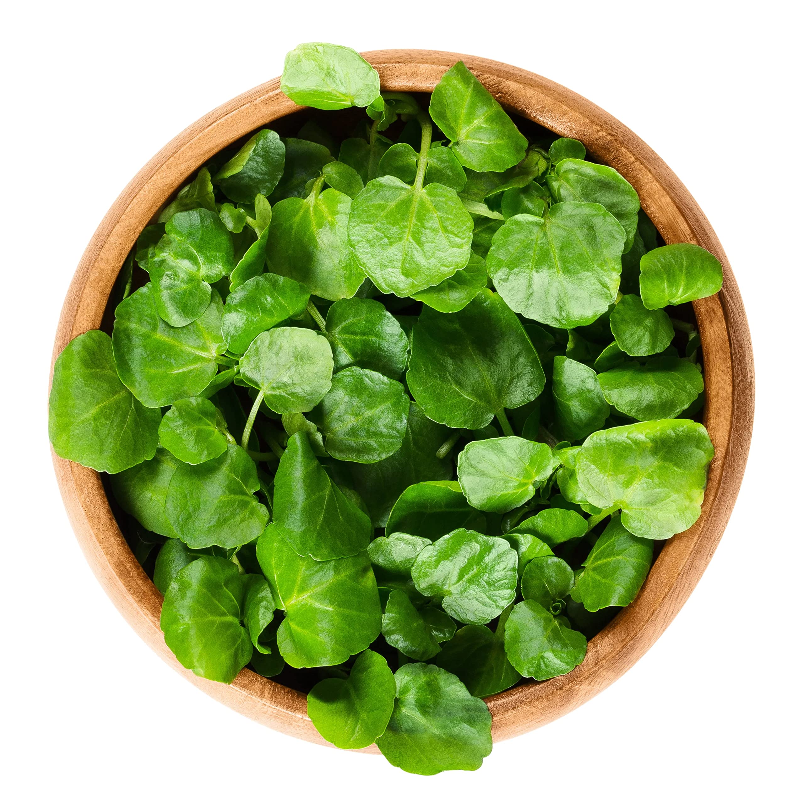 Amazon.com : Paracress AKA Toothache Plant - Heirloom : Patio, Lawn & Garden