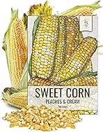 Seed Needs Peaches and Cream Sweet Corn Seeds | 230+ Seeds Non GMO Hybrid Untreated Bicolor Sweet Corn | White and Yellow Mixed Kernals Garden Summertime Favorite | 1.5 Ounce Bulk Package
