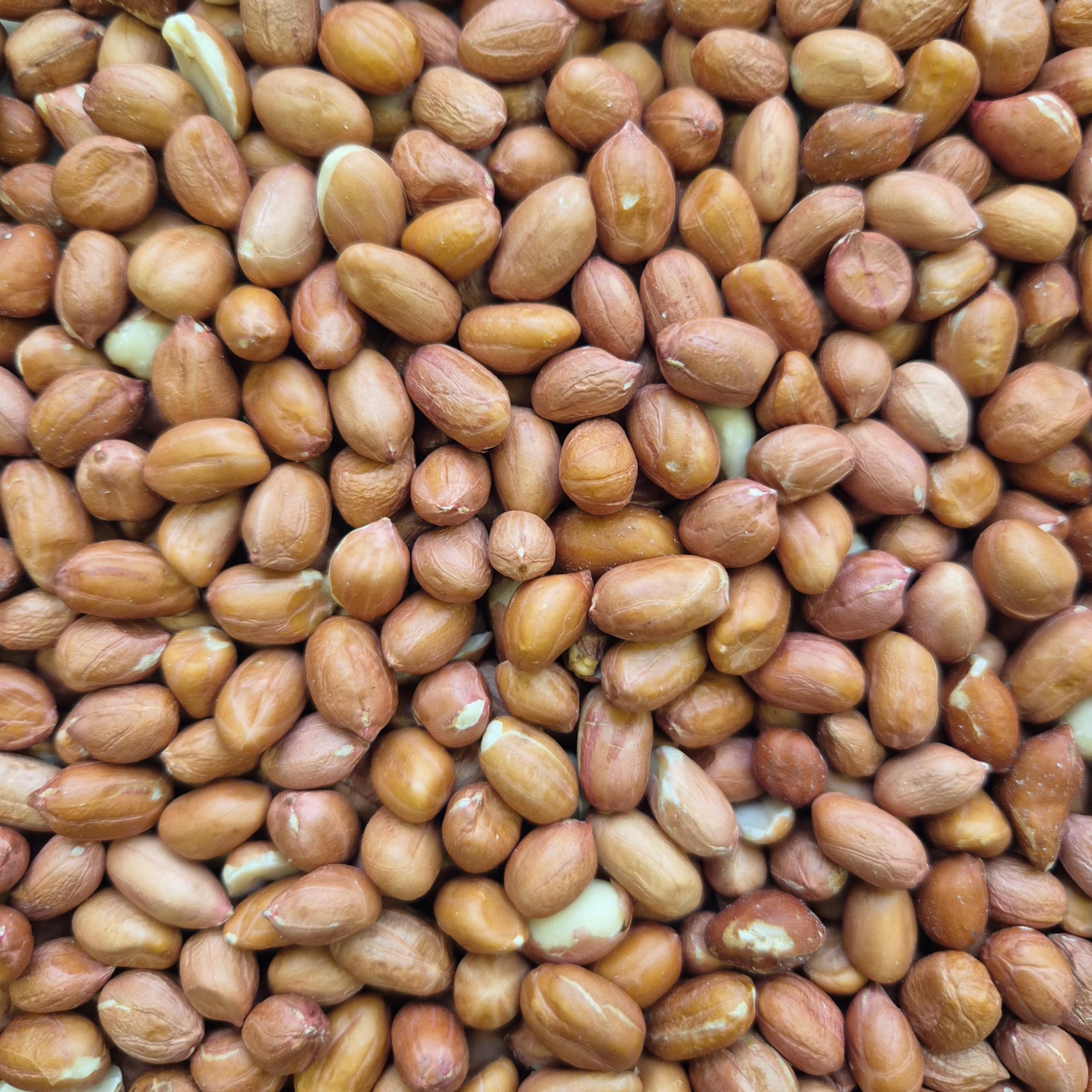 Erdnusskerne mit Haut(Light Skin), Erdnüsse, Vogelfutter, Top-Futterqualität (2x10 Kg)
