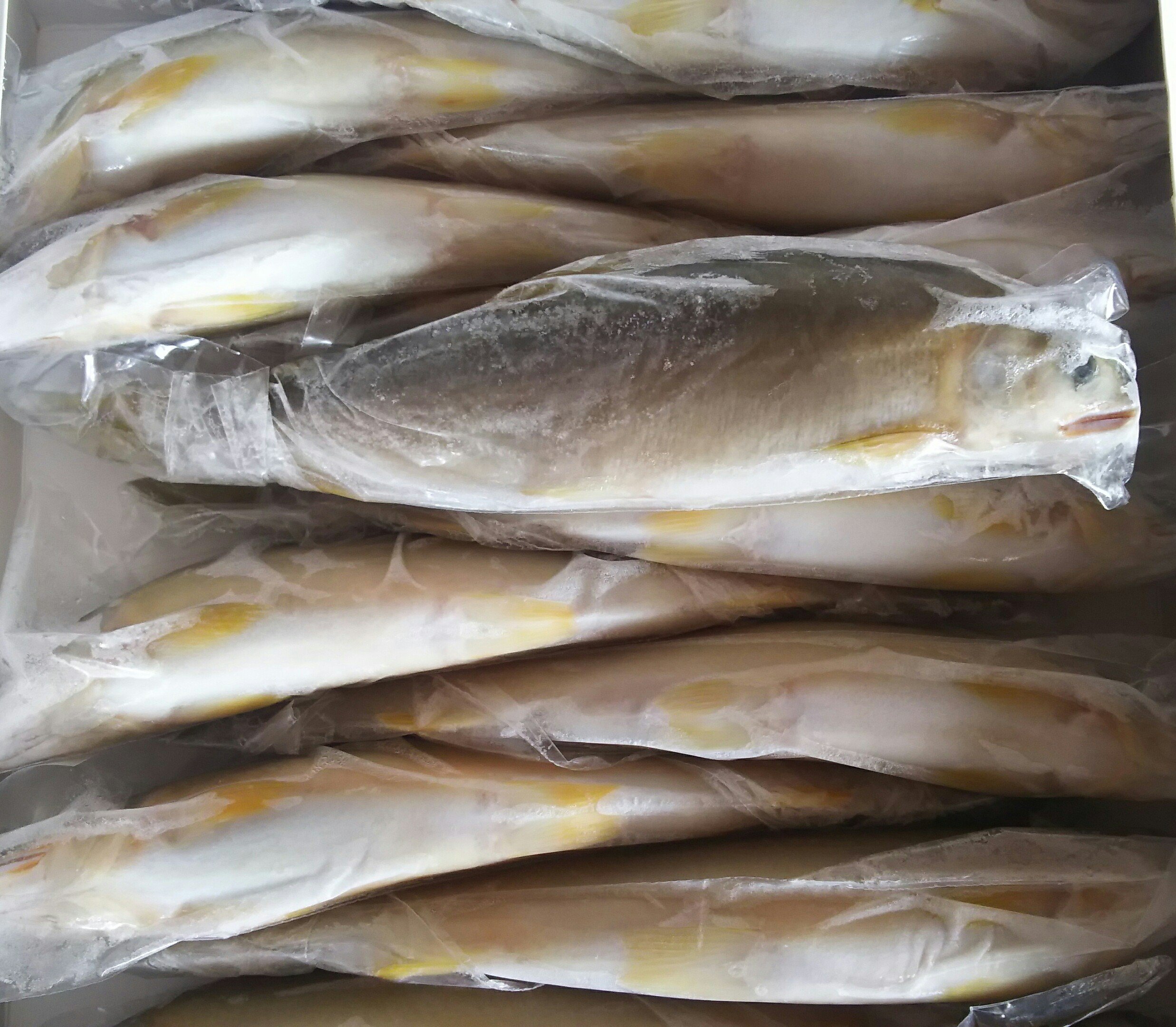 Amazon.co.jp: 中国産又は国産 冷凍 あゆ 1kg (14～16尾) ×10枚