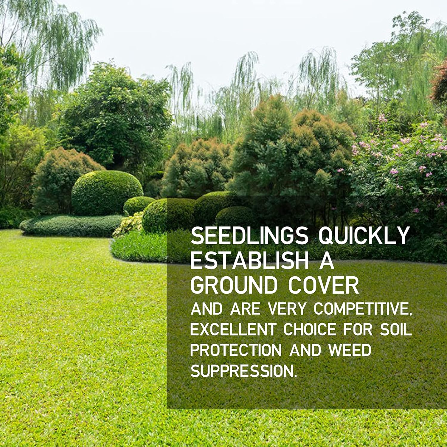 Hancock Seed Co. Ryegrass Seeds - 50 lbs.