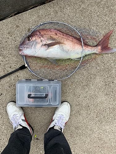 DAIWA SEALINE 石鯛 遠投 Amazon | ダイワ ニューシーライン 石鯛 遠投 40 両軸リール | DAIWA