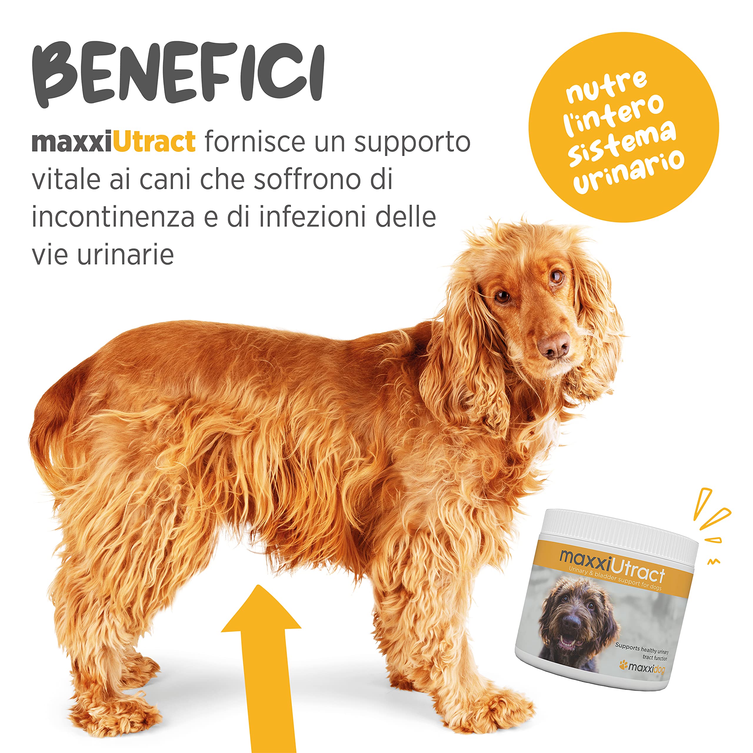 maxxipaws maxxiUtract Benessere Urinario e della Vescica - Integratore in Polvere per Cani, 150g