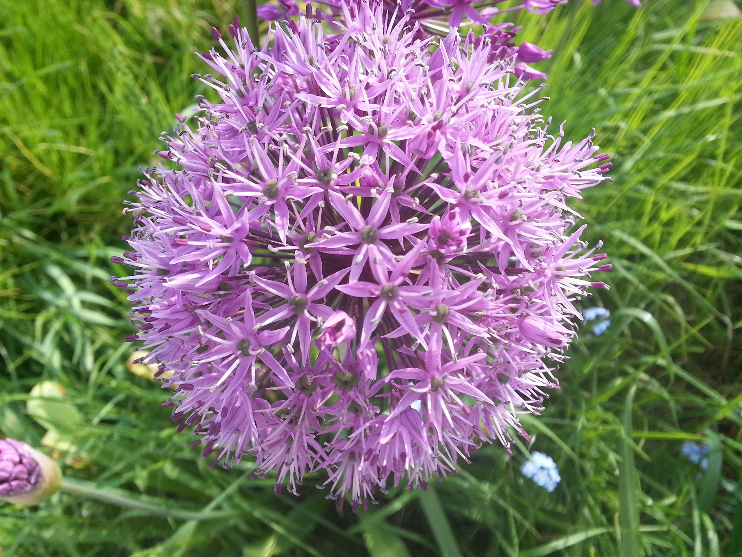 Blumenzwiebeln Allium Pinball Wizard (10 Zwiebeln)