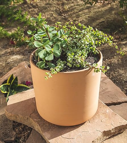 Miniatura 16 de Portulacaria Afra de 1 cuarto de galón, 4 unidades, plantas suculentas vivas, plantas de interior, plantas de interior Bonsái vivas, plantas de jade