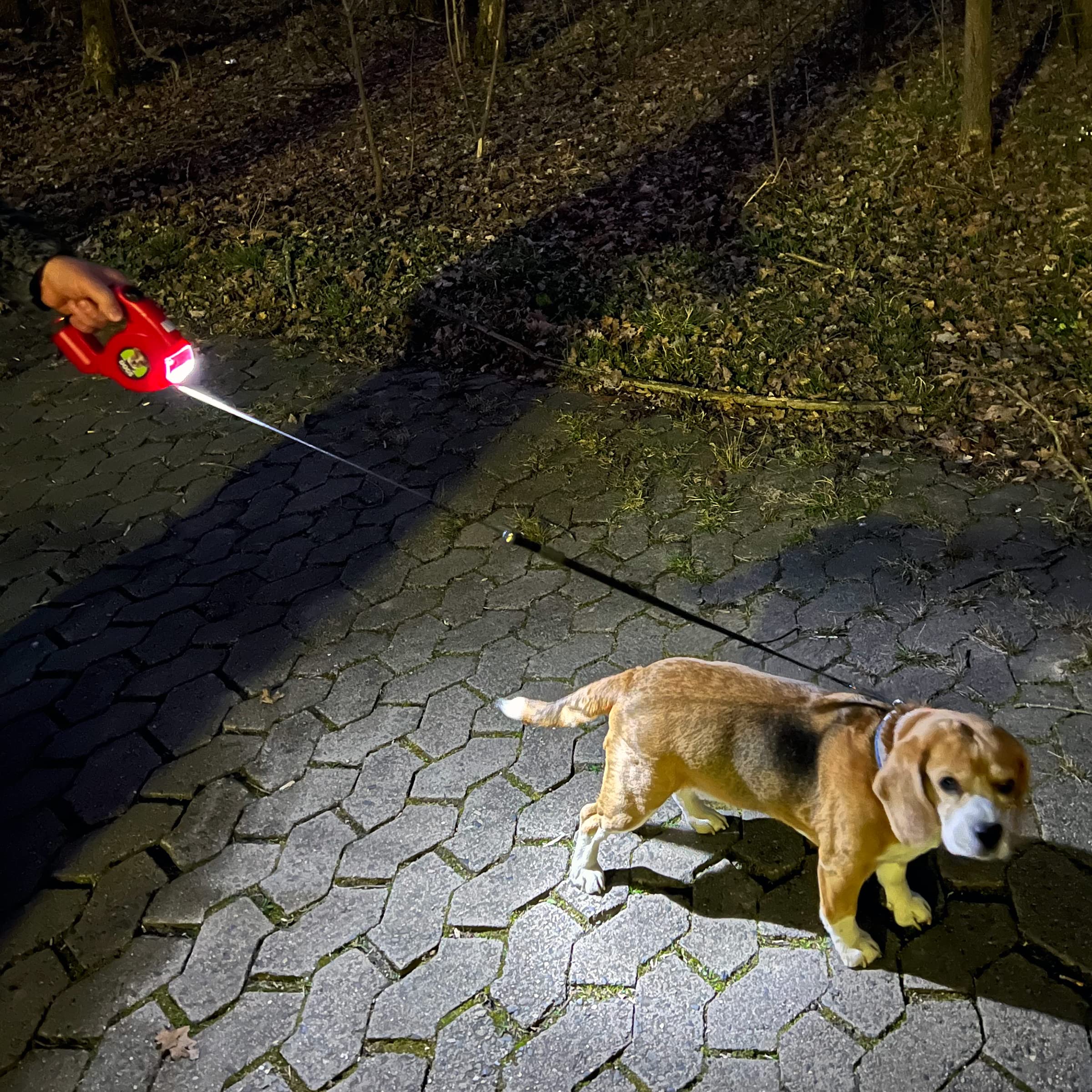 Laisse Multifonction Pour Chien Et Chat - Distributeur De Croquettes, Bol D'eau Et LED Intégrée - Idéale Pour Promenades