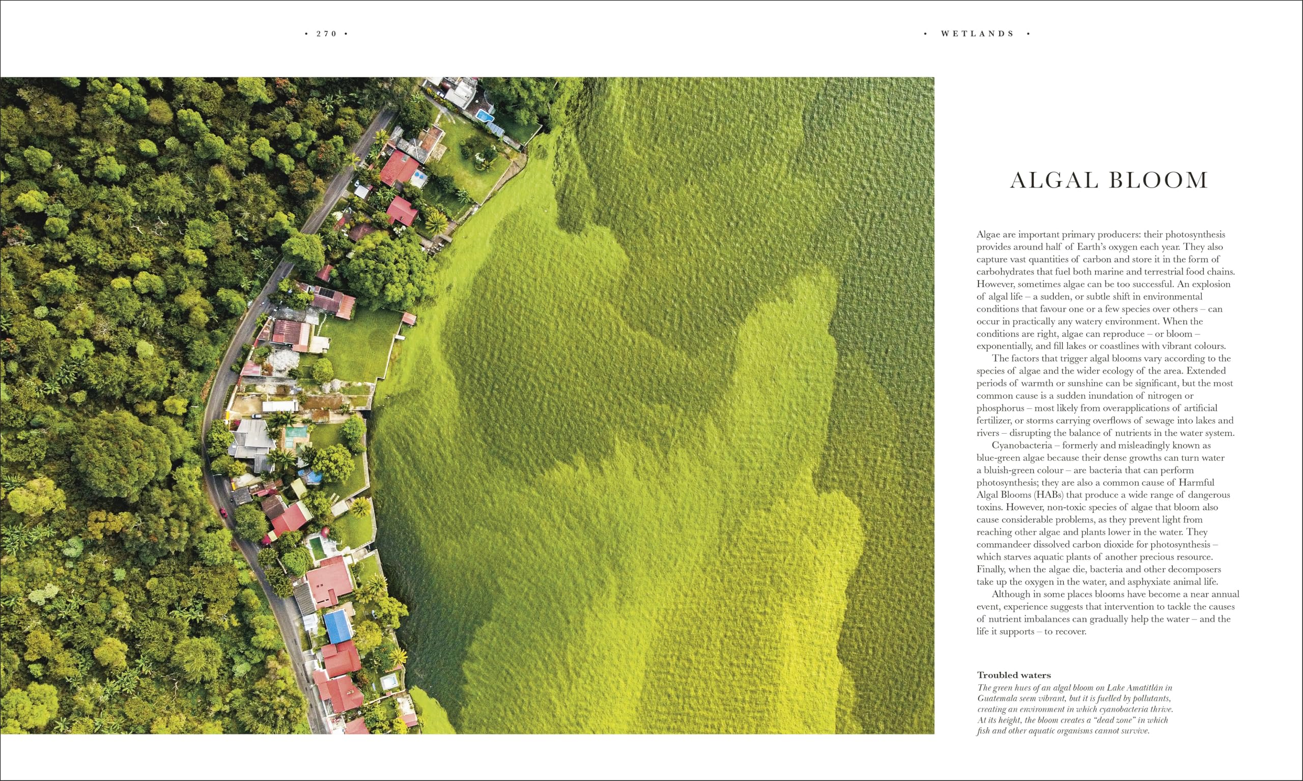 Atlas of Botany: An Exploration of Plants Across Time and Around the World