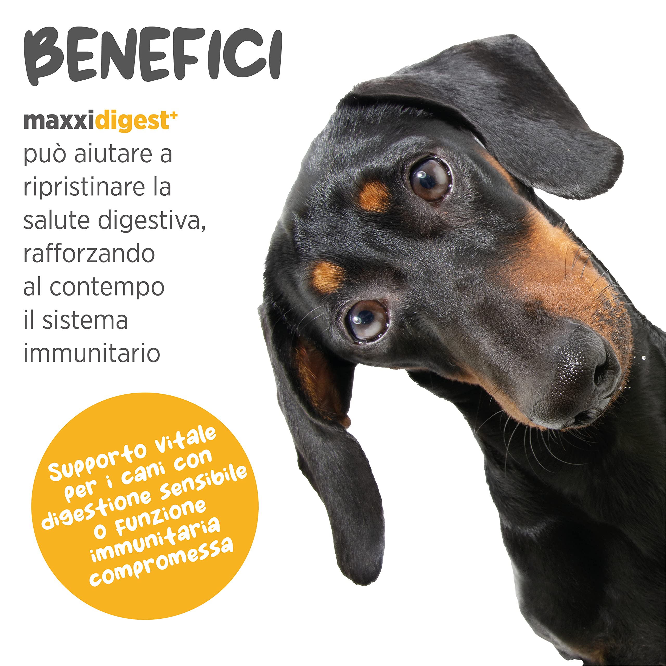 maxxipaws maxxidigest+ Prebiotici e Probiotici per Cani - Integratore per l'Apparato Digerente e il Sistema Immunitario, 200g
