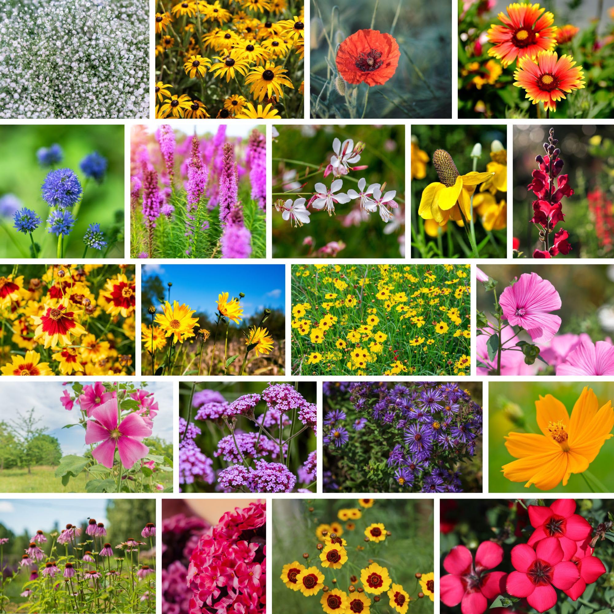 Wildflower Bulk Southeastern Flower Mix