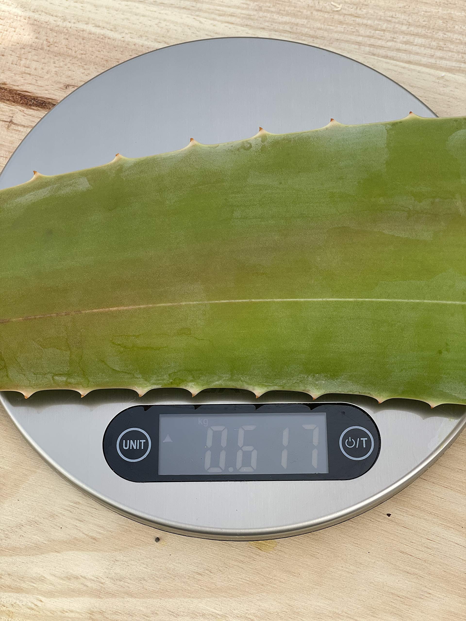 Aloe vera hojas frescas de cultivo ecológico