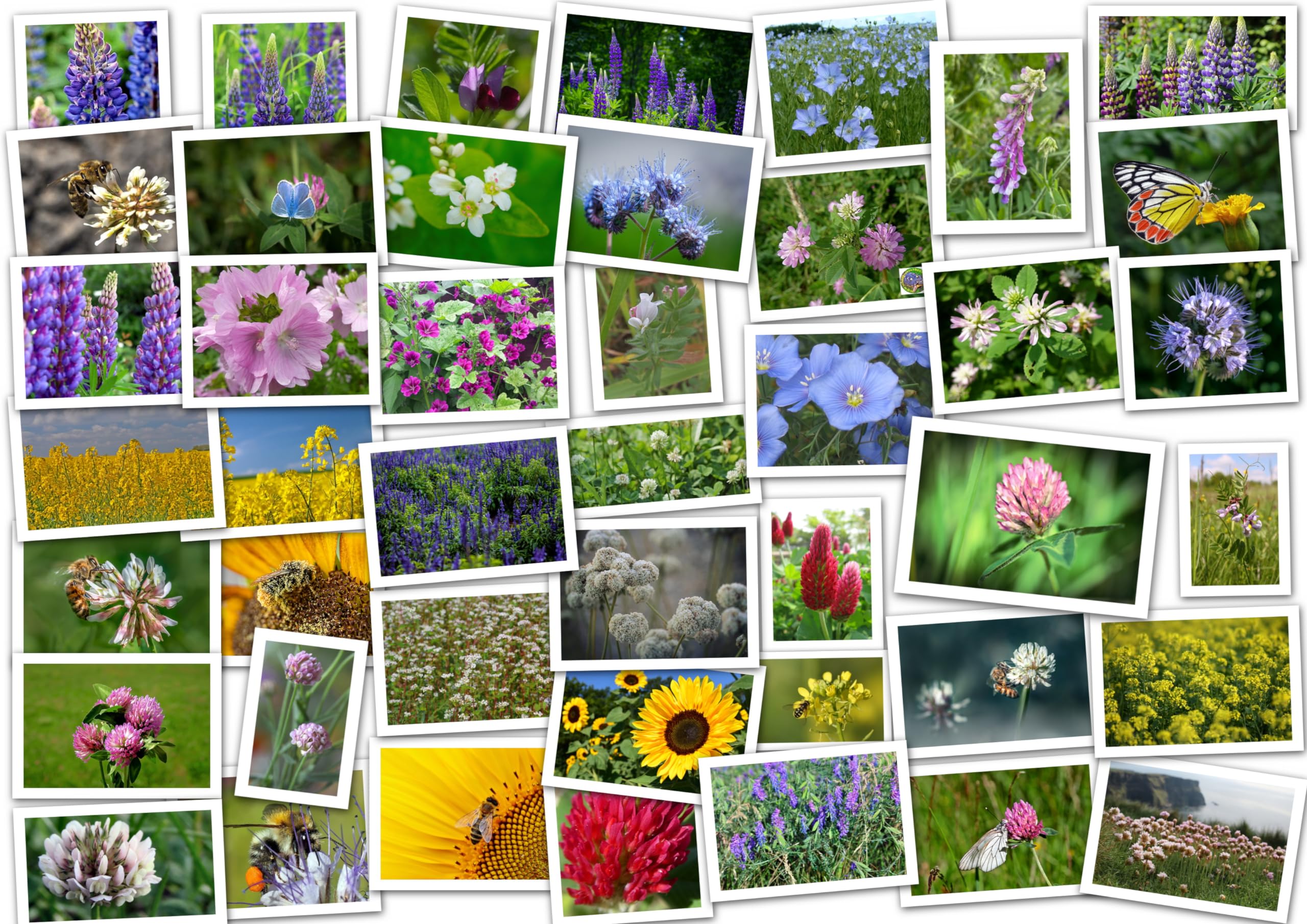 Blühmischung (14 Arten/Sorten). Bienenweide, Blumenmischung, Wildblumenwiese (500m² = 1Kg)