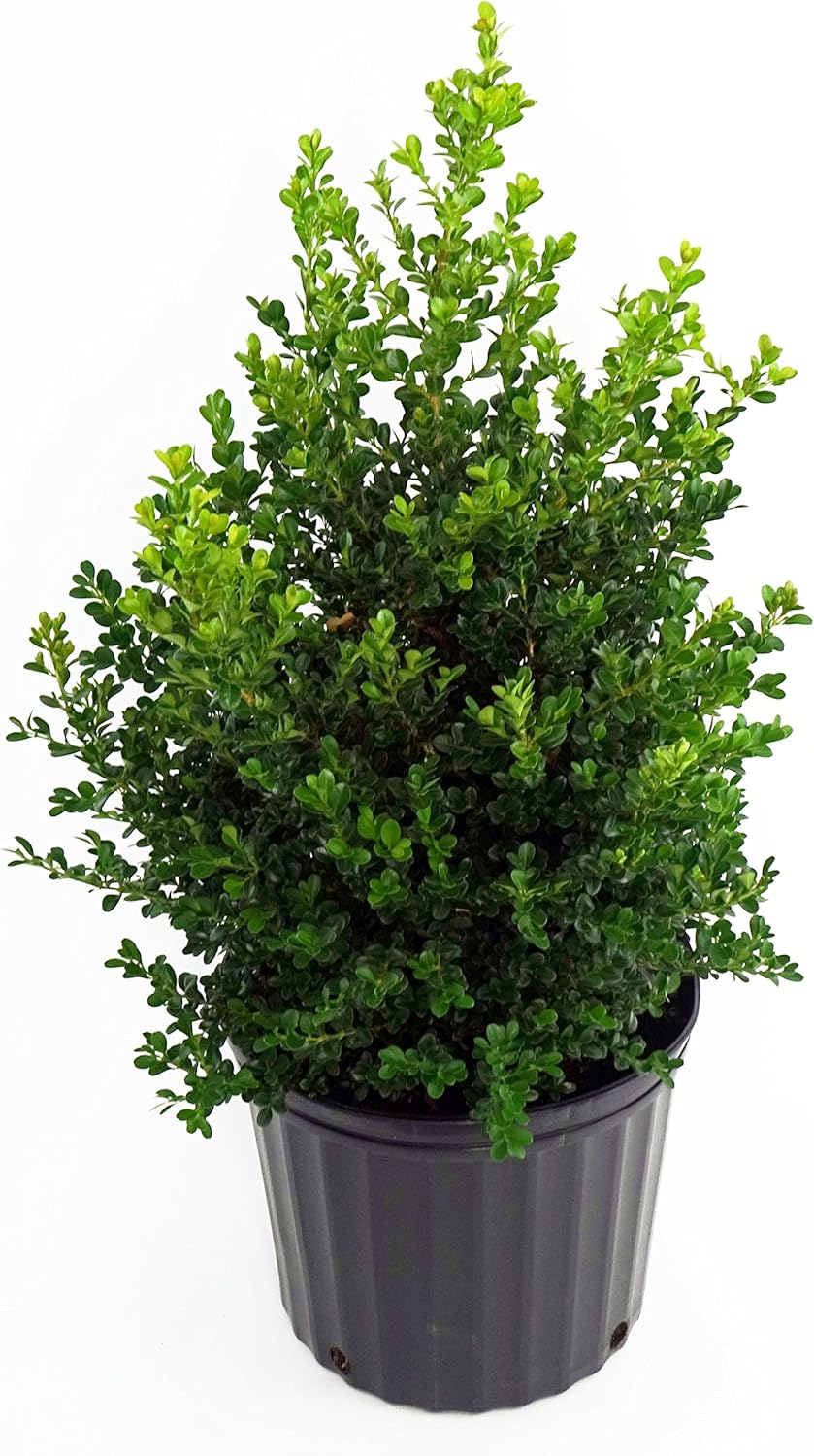 Buxus micro. 'Tide Hill' (Boxwood) Evergreen, spreading form, #2 - Size Container
