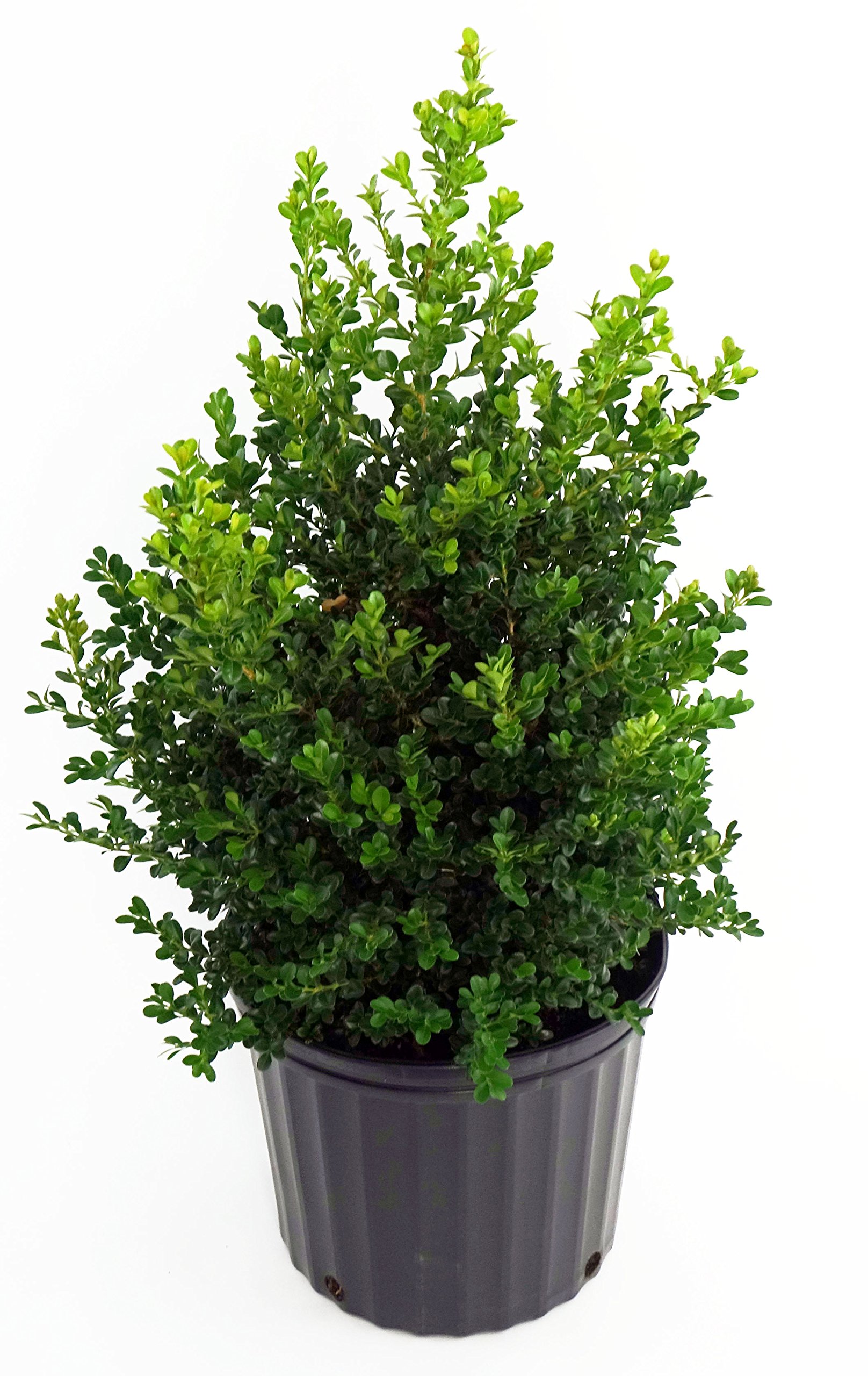 Green Promise Farms Buxus Cranberry Creek Boxwood