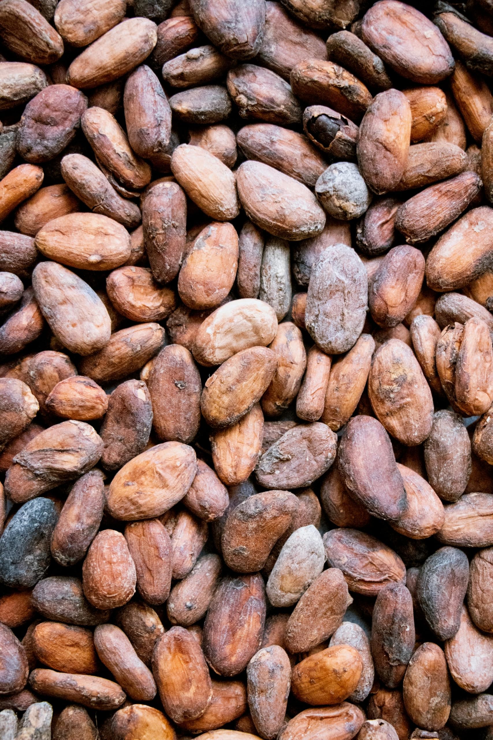 Kamelur 1kg BIO Kakaobohnen Sorte Trinitario - Rohkost - ganze Kakao Bohnen nicht geröstet, vegan und ohne Zusätze