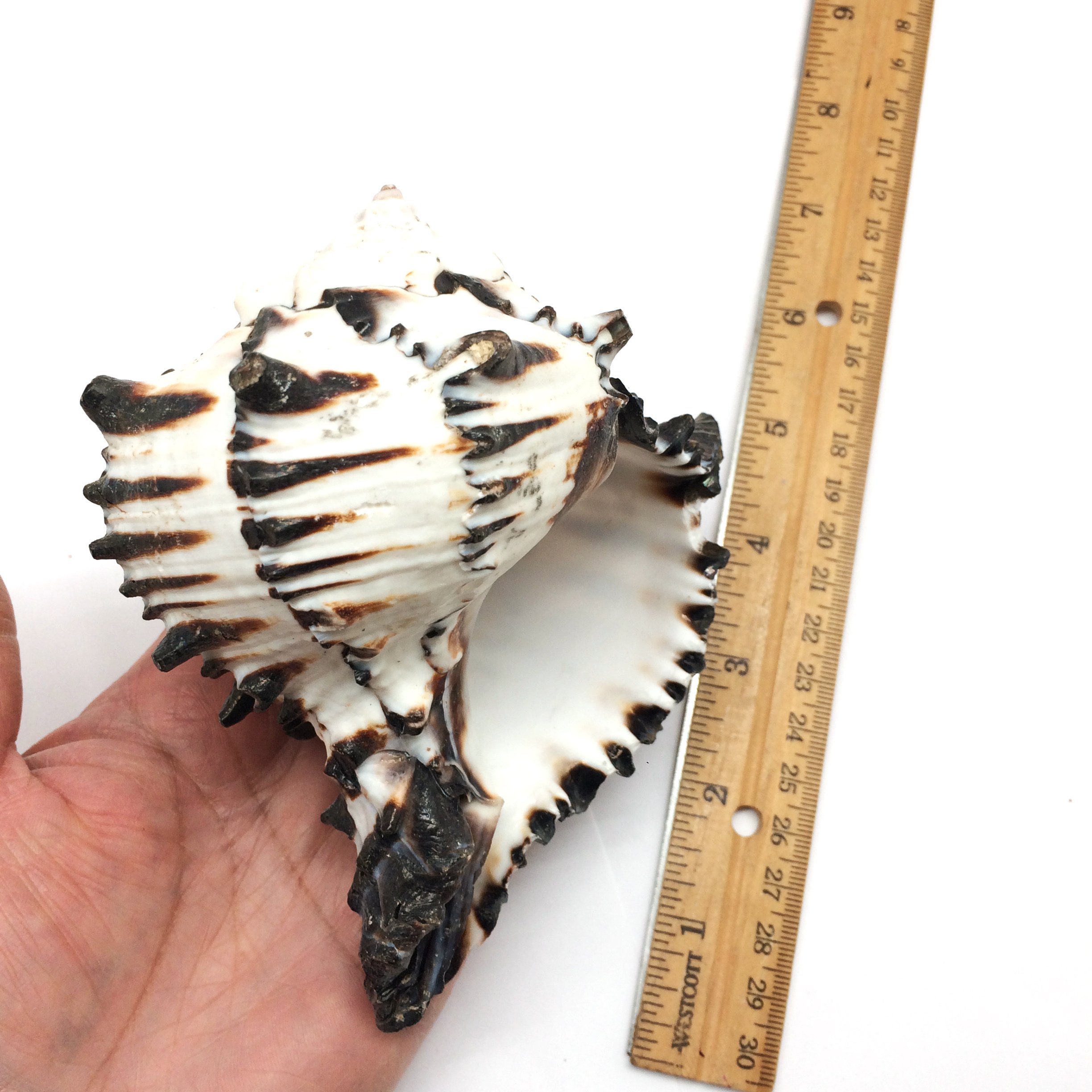Amazon.com: PEPPERLONELY 1 PC Black Murex Shells for Hermit Crab