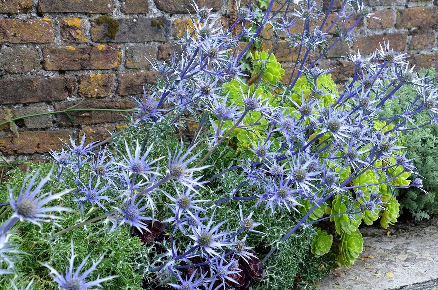 Eryngium 'Big Blue' Amazon.co.uk Garden