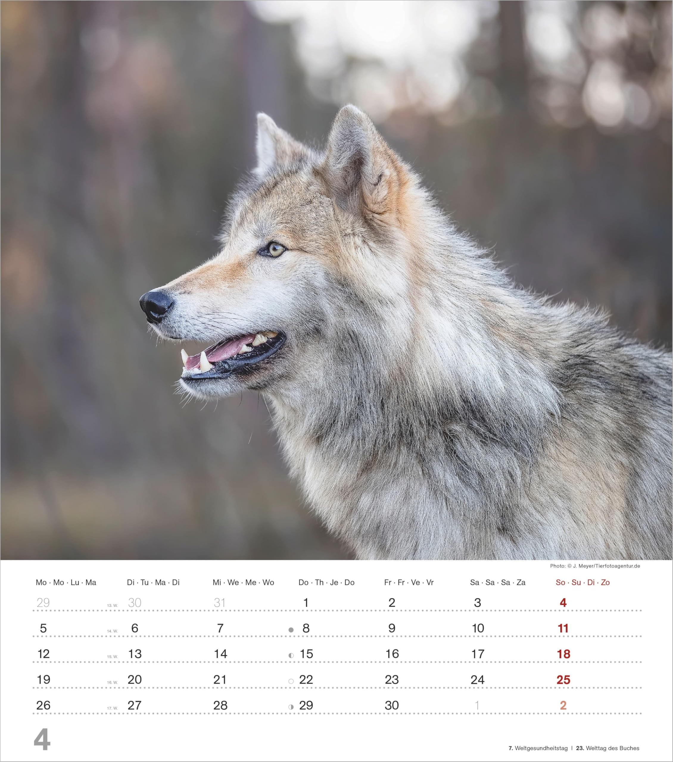 Mythos Wolf 2027: Wandkalender 30x34 cm mit 12 Wolfsfotografien, 4-sprachigem Kalendarium, Feiertagen und Platz für Notizen