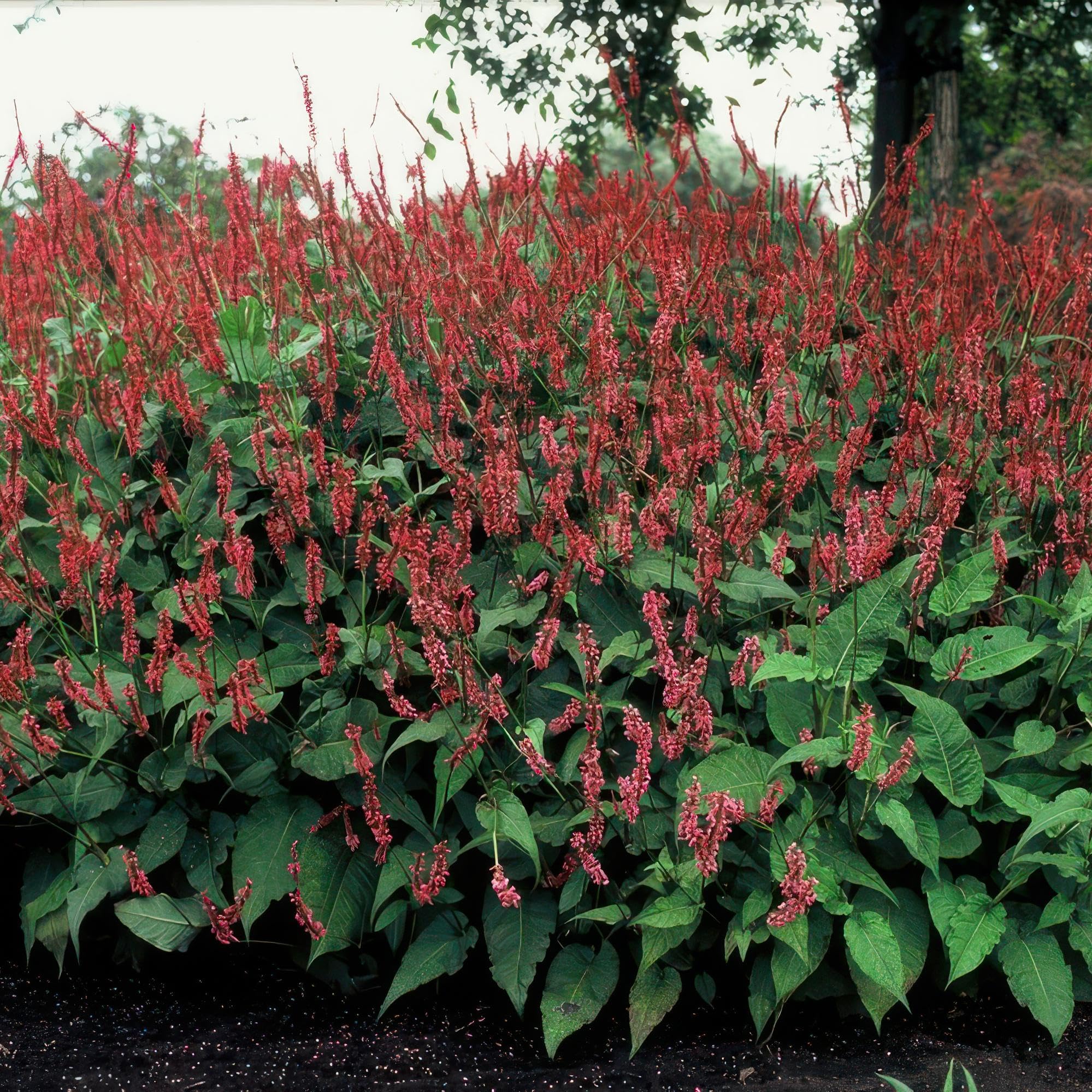 Persicaria Amplexicaulis para Jardín, Flores Rojas, Pack de 12, Maceta 9cm