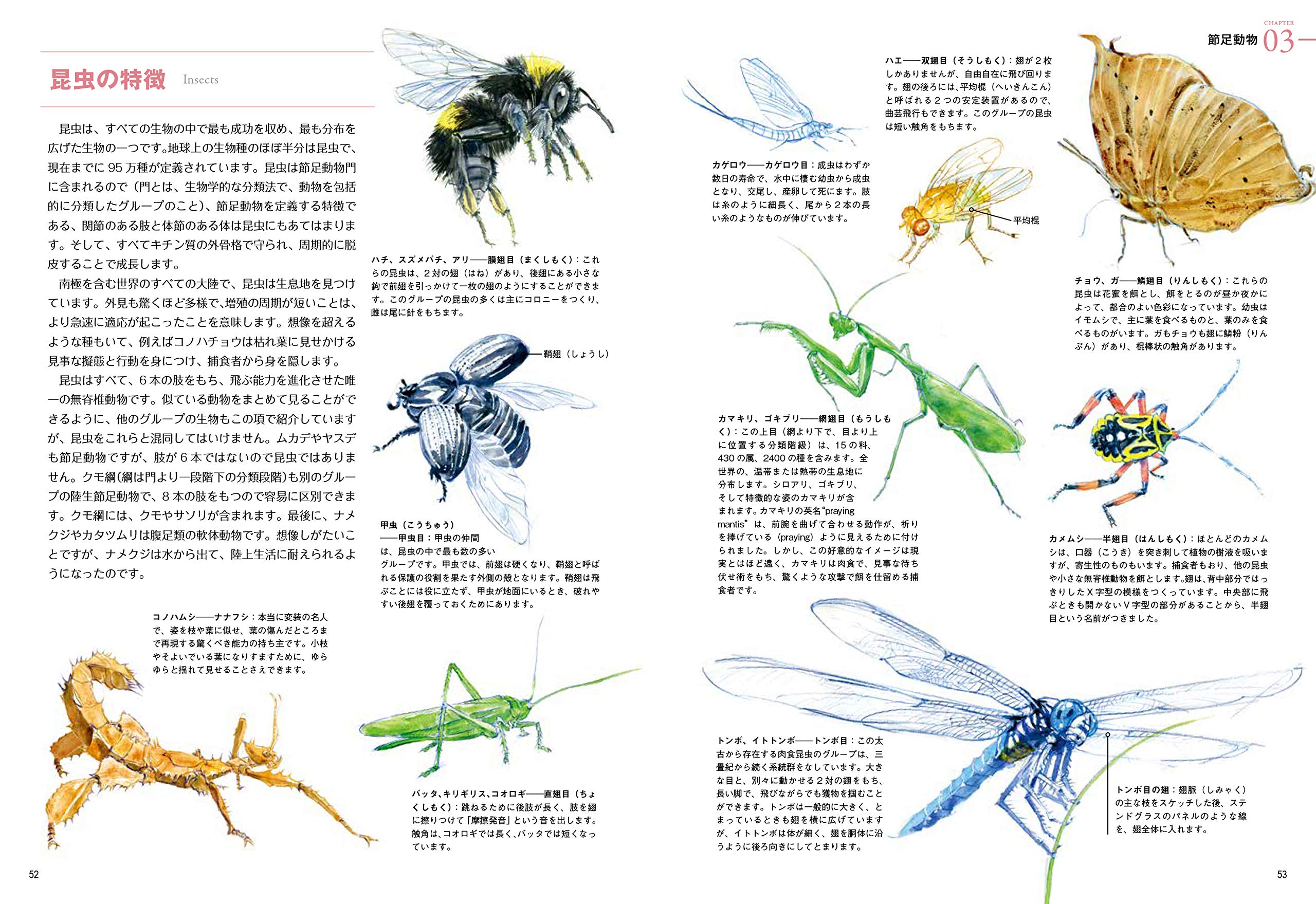 野生動物の描き方 生物の体の構造と仕組みをわかりやすく解説 ティム ポンド 本 通販 Amazon