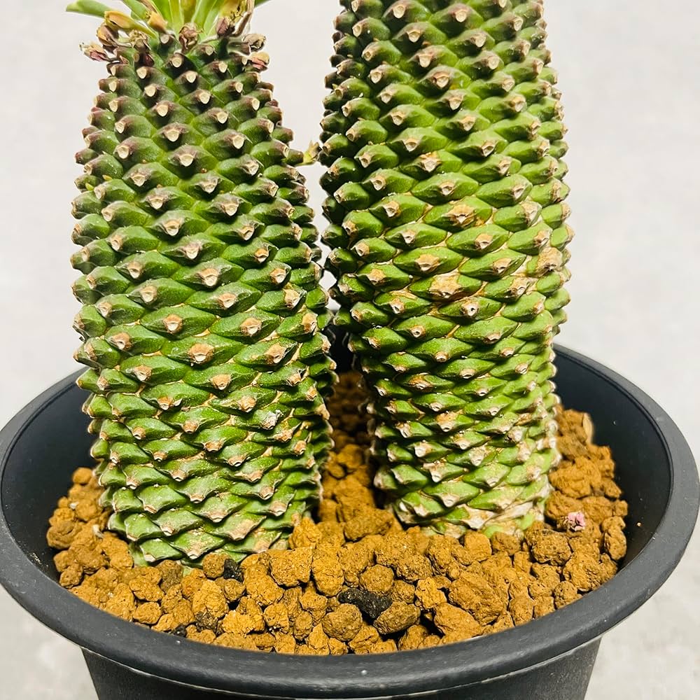 Amazon｜観葉植物 ユーフォルビア ソテツキリン 鉢植え