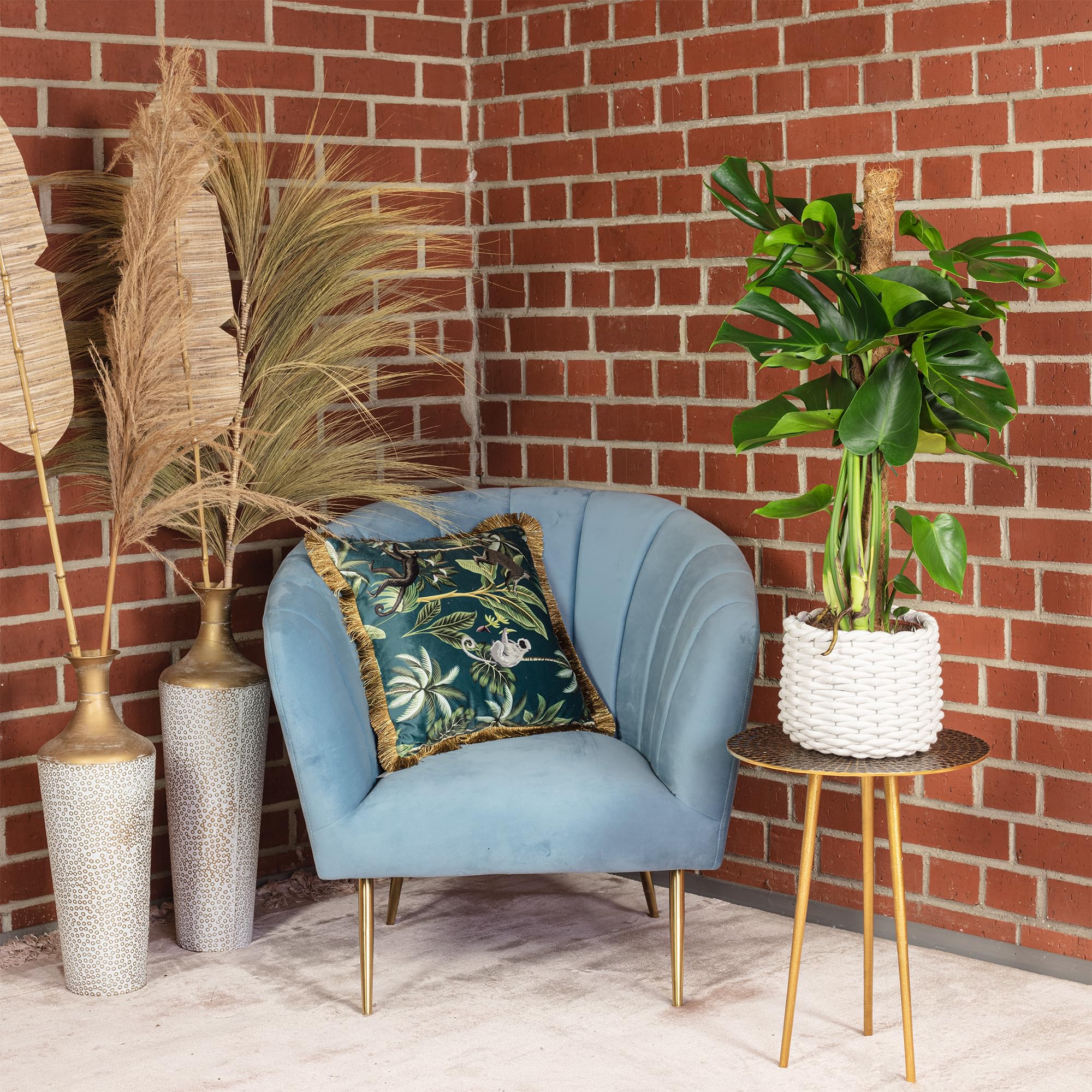 Fensterblatt am Moosstab - pflegeleichte Zimmerpflanze, Monstera deliciosa - Höhe ca. 80 cm, Topf-Ø 19 cm